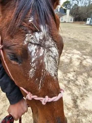 Close-up of Reba before arriving at Divine Path Ranch