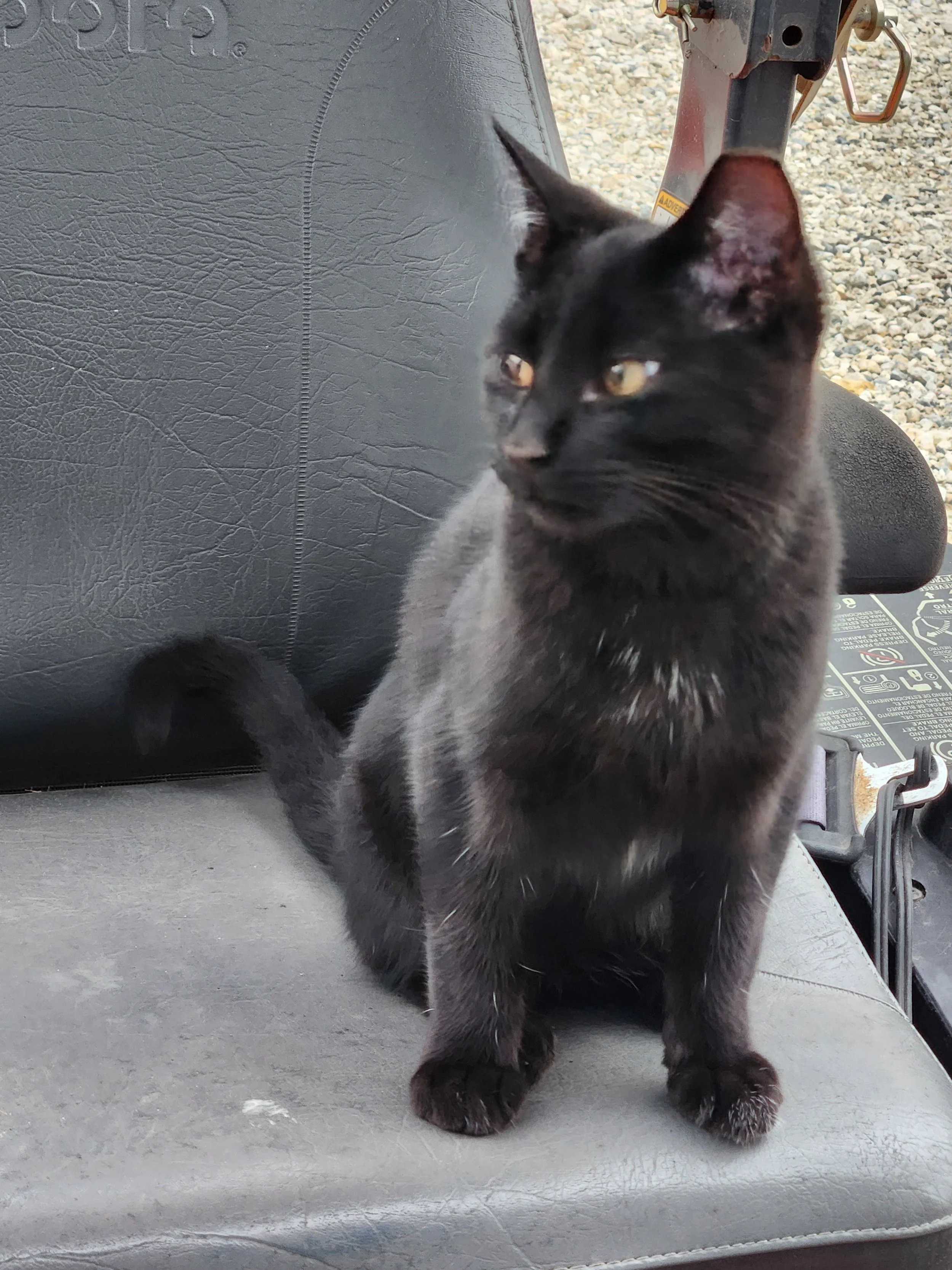 Shadow at Divine Path Ranch