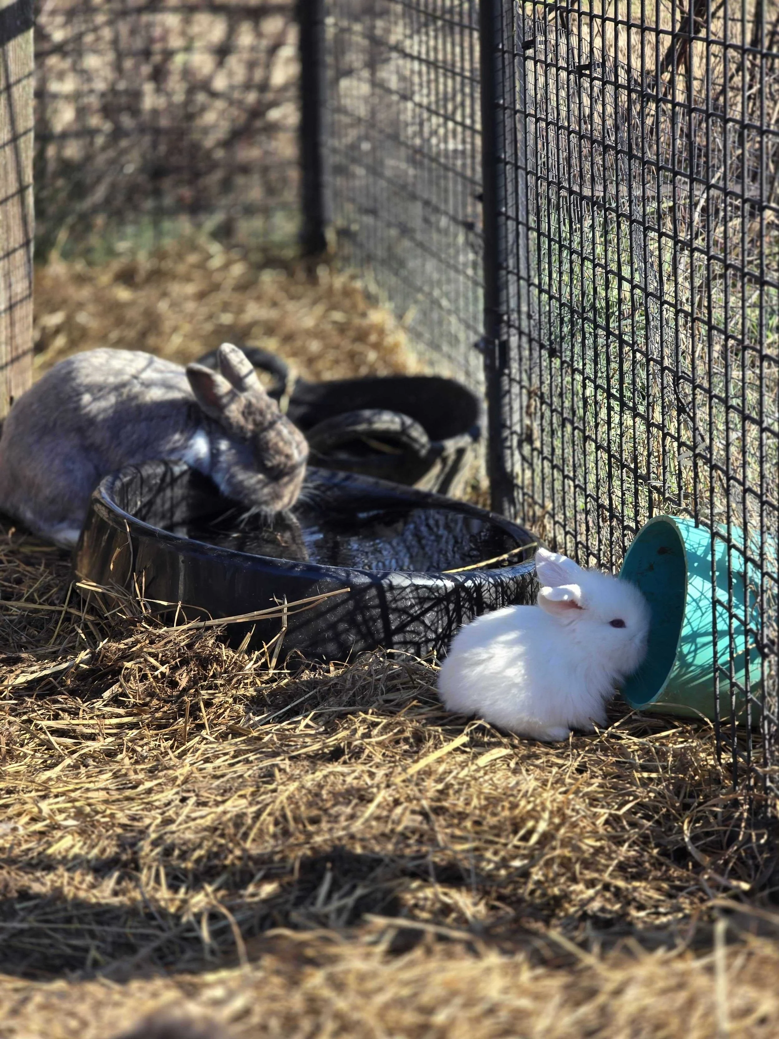 Regenerative agriculture at Eden's Harvest