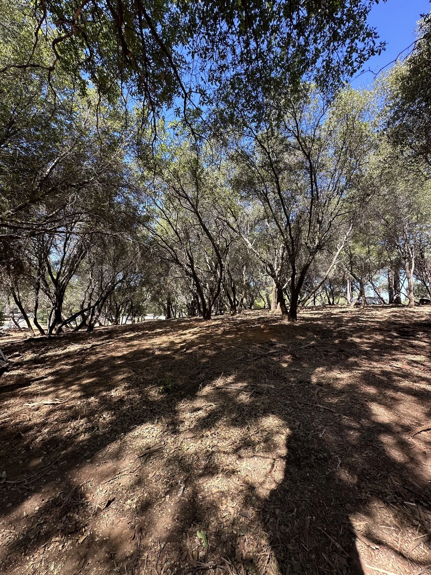 Skid steer with masticator clearing brush in Grass Valley, CA