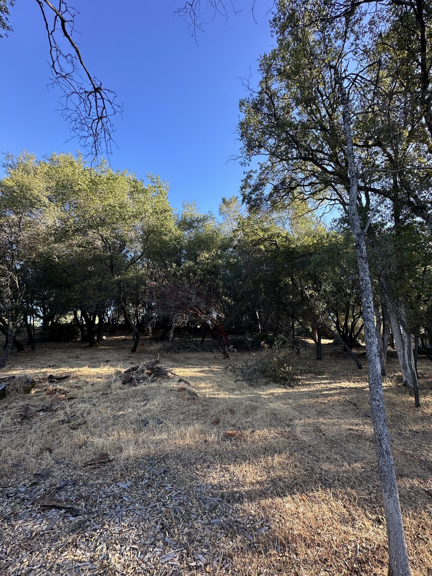 Overgrown one-acre lot before mastication in Grass Valley