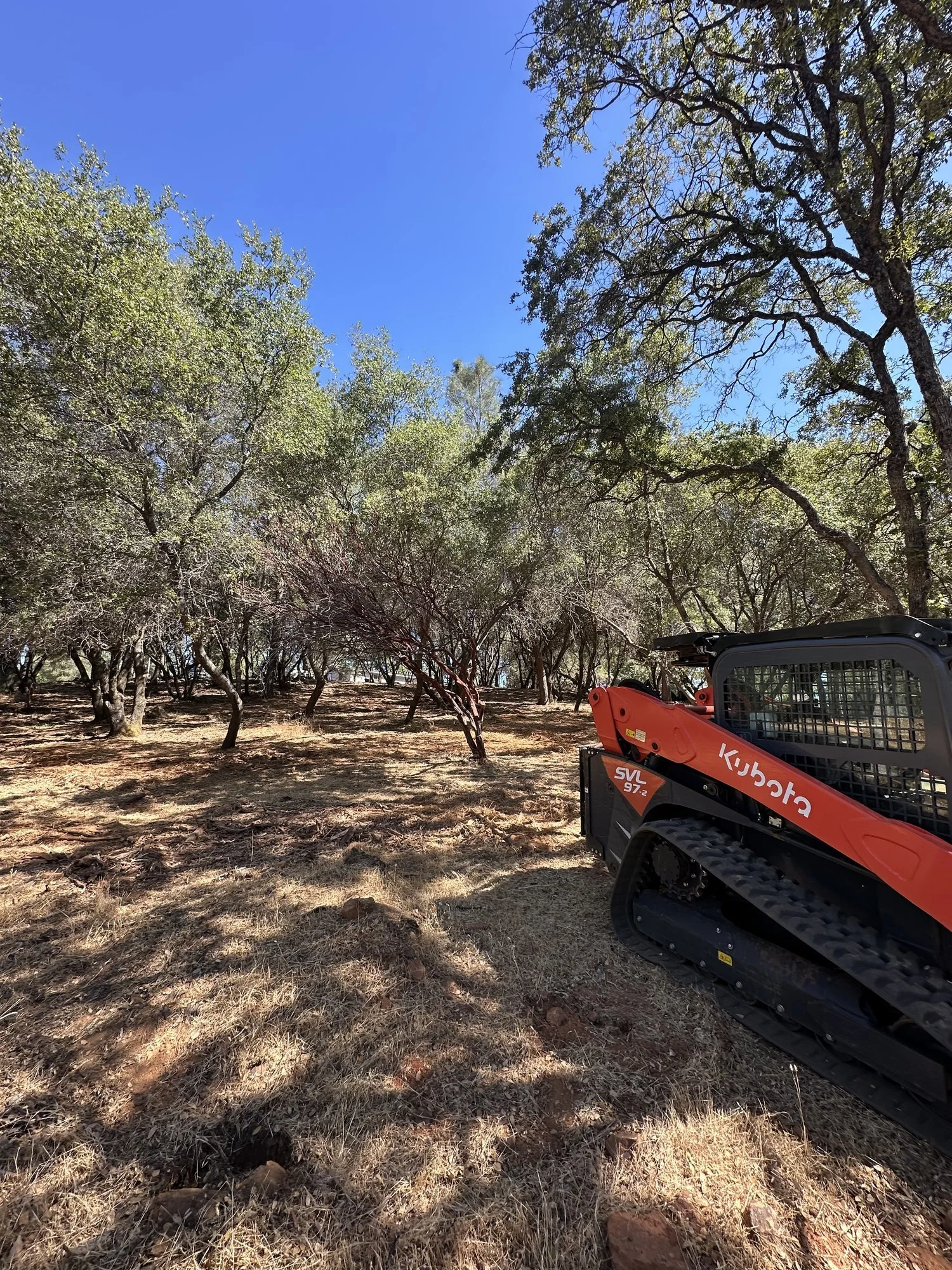 One-acre lot opened up after mastication in Grass Valley
