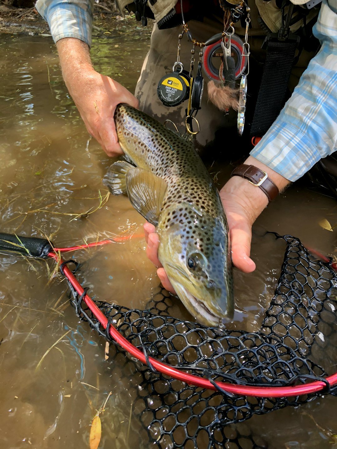 Wild trout being released into clear mountain water