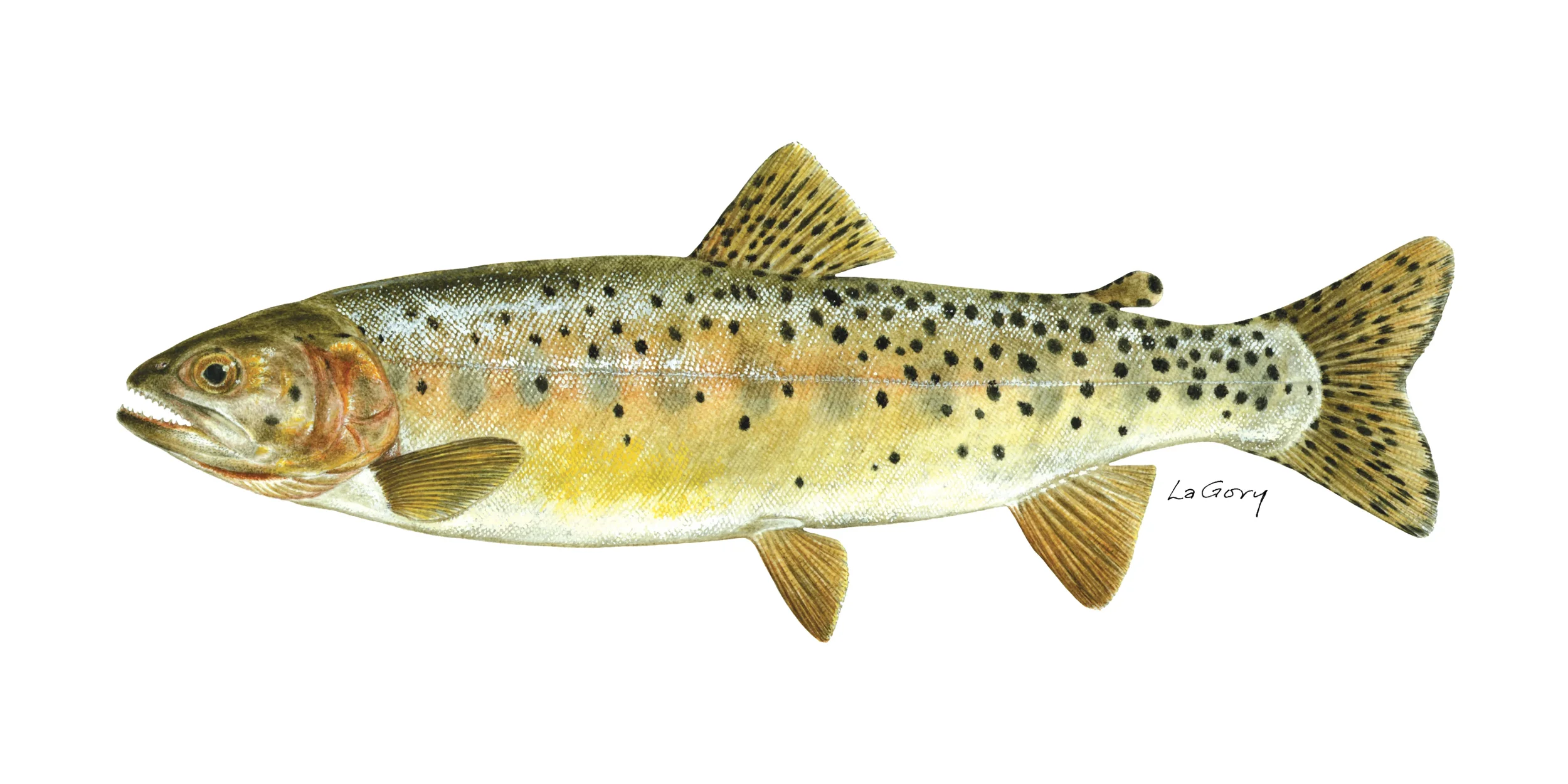 Bonneville cutthroat trout showing its natural coloration