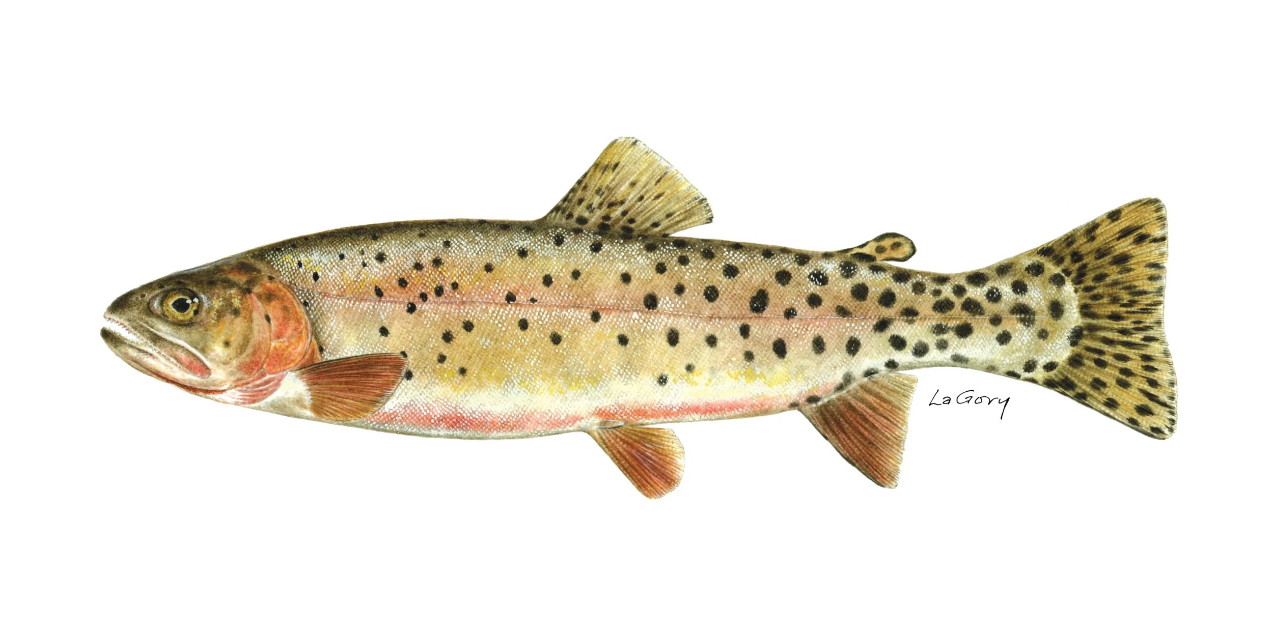 Colorado River cutthroat trout with vibrant native coloration
