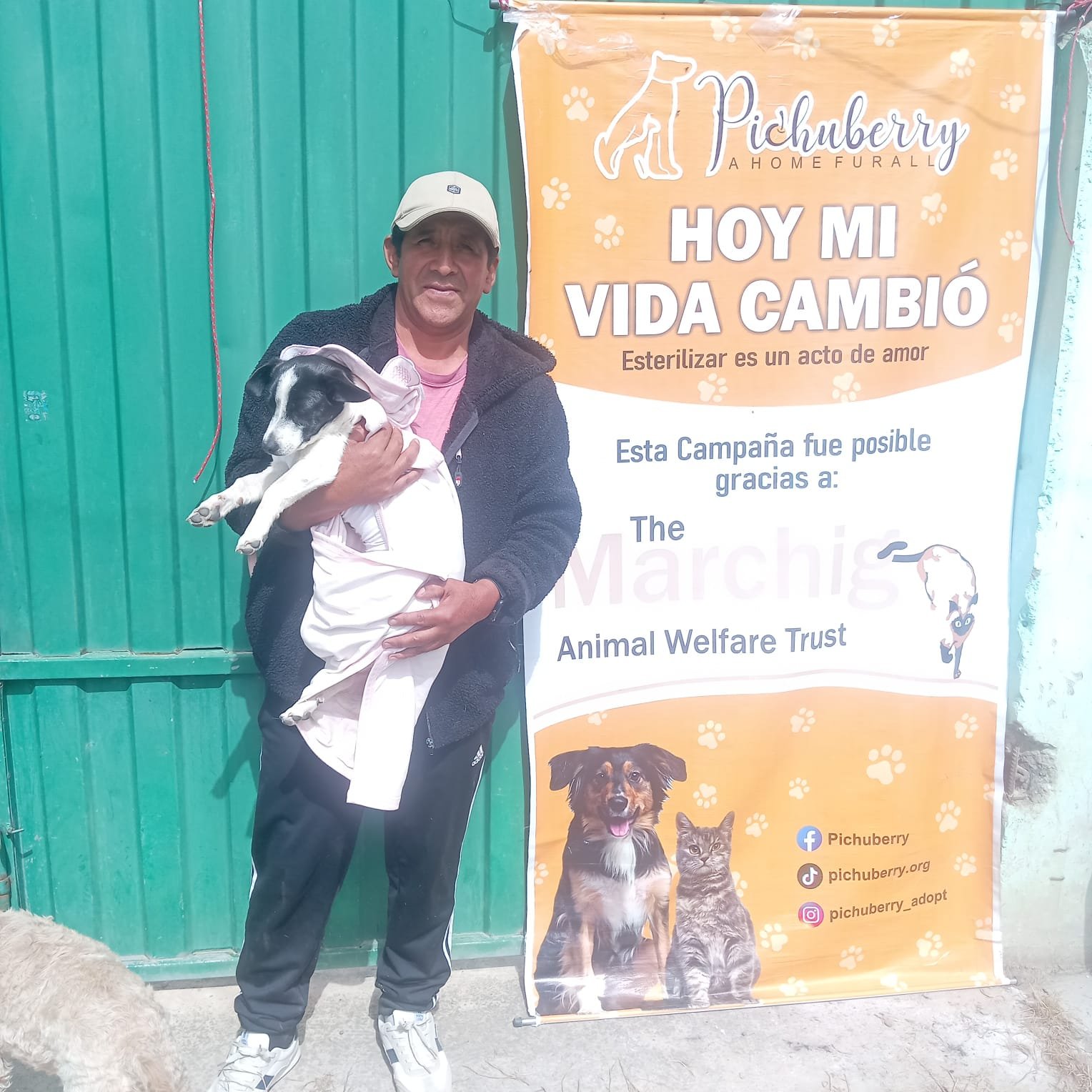 Campaign Dog