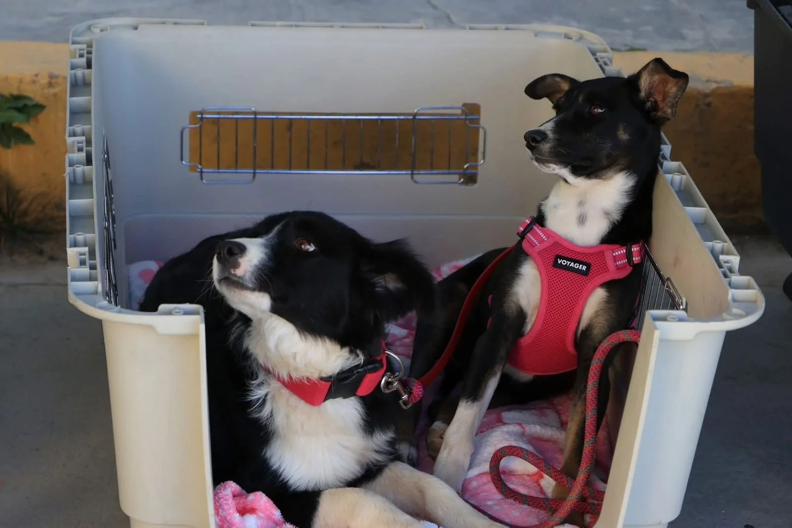 Two dogs in crate