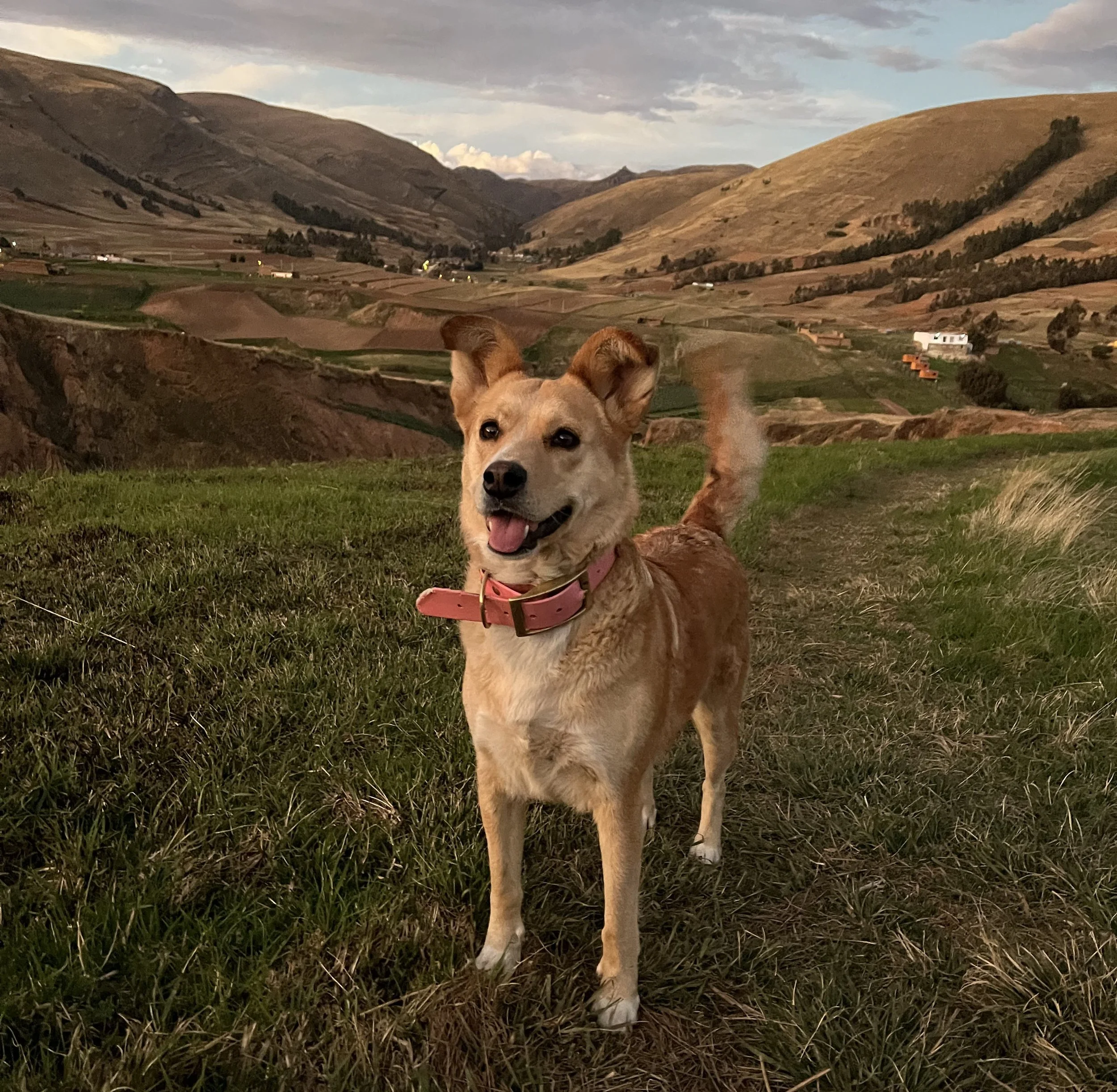 Rescue Dog in the Andes of Peru