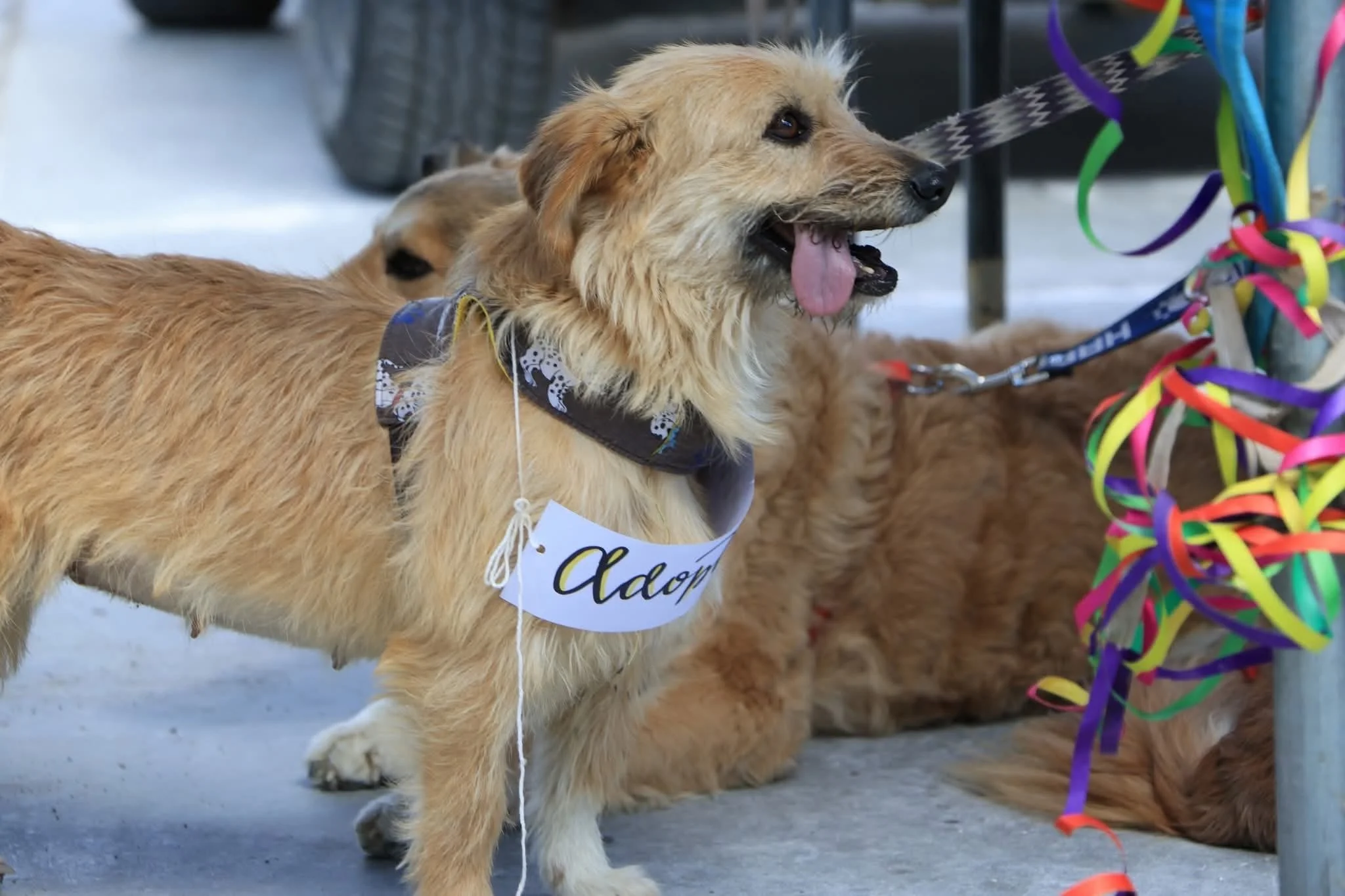 Medium dog waiting for adoption