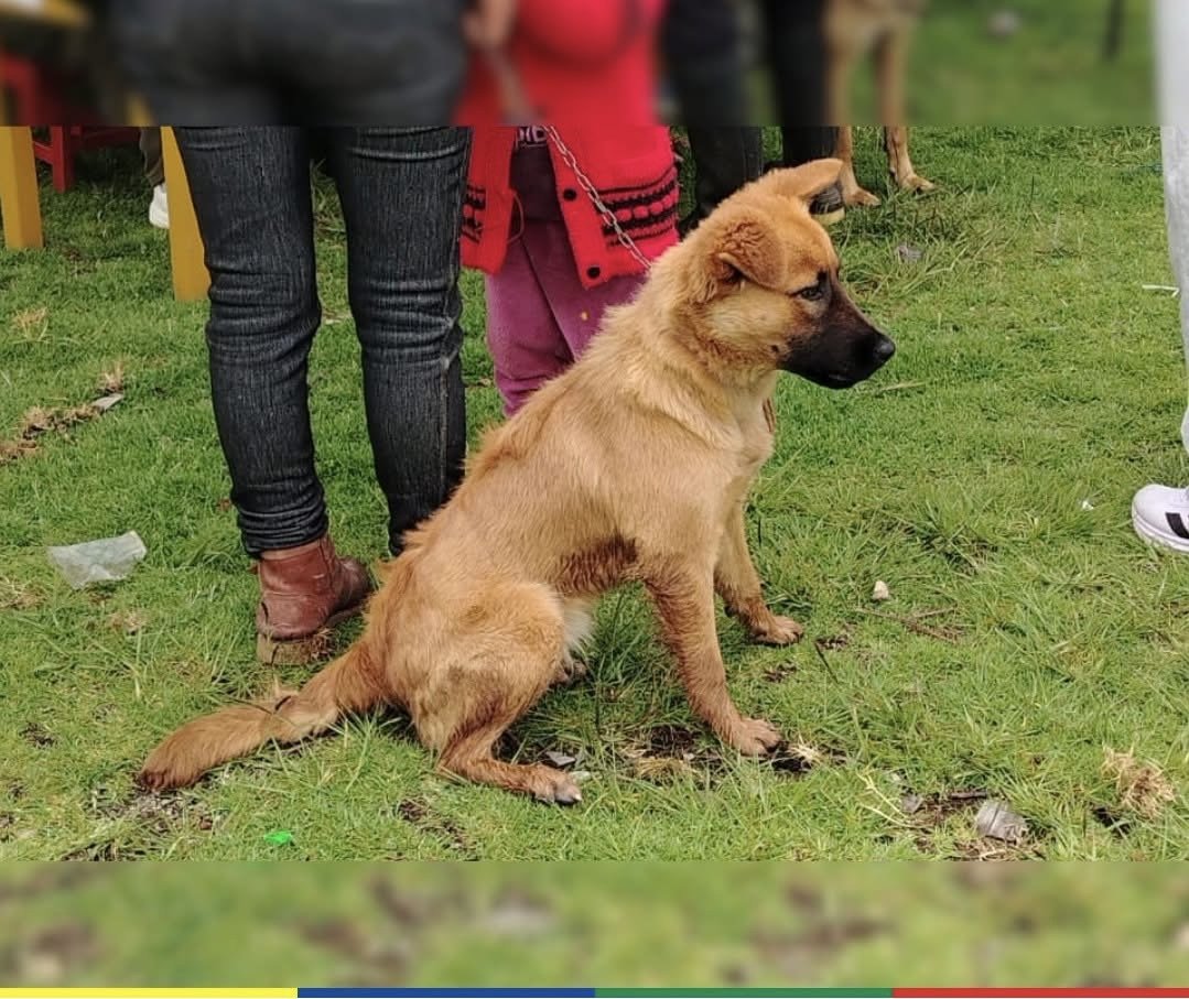 Dog