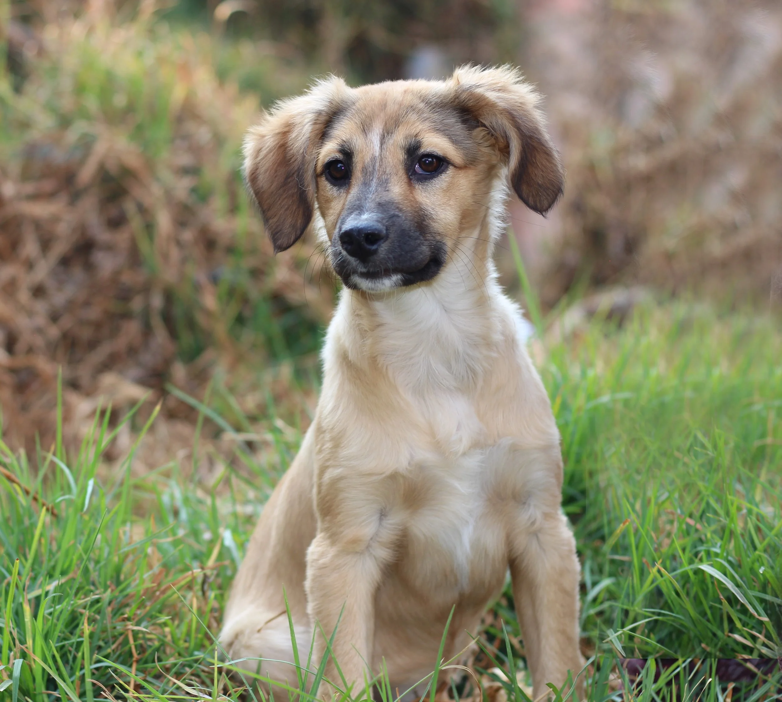 Puppy sitting on grass