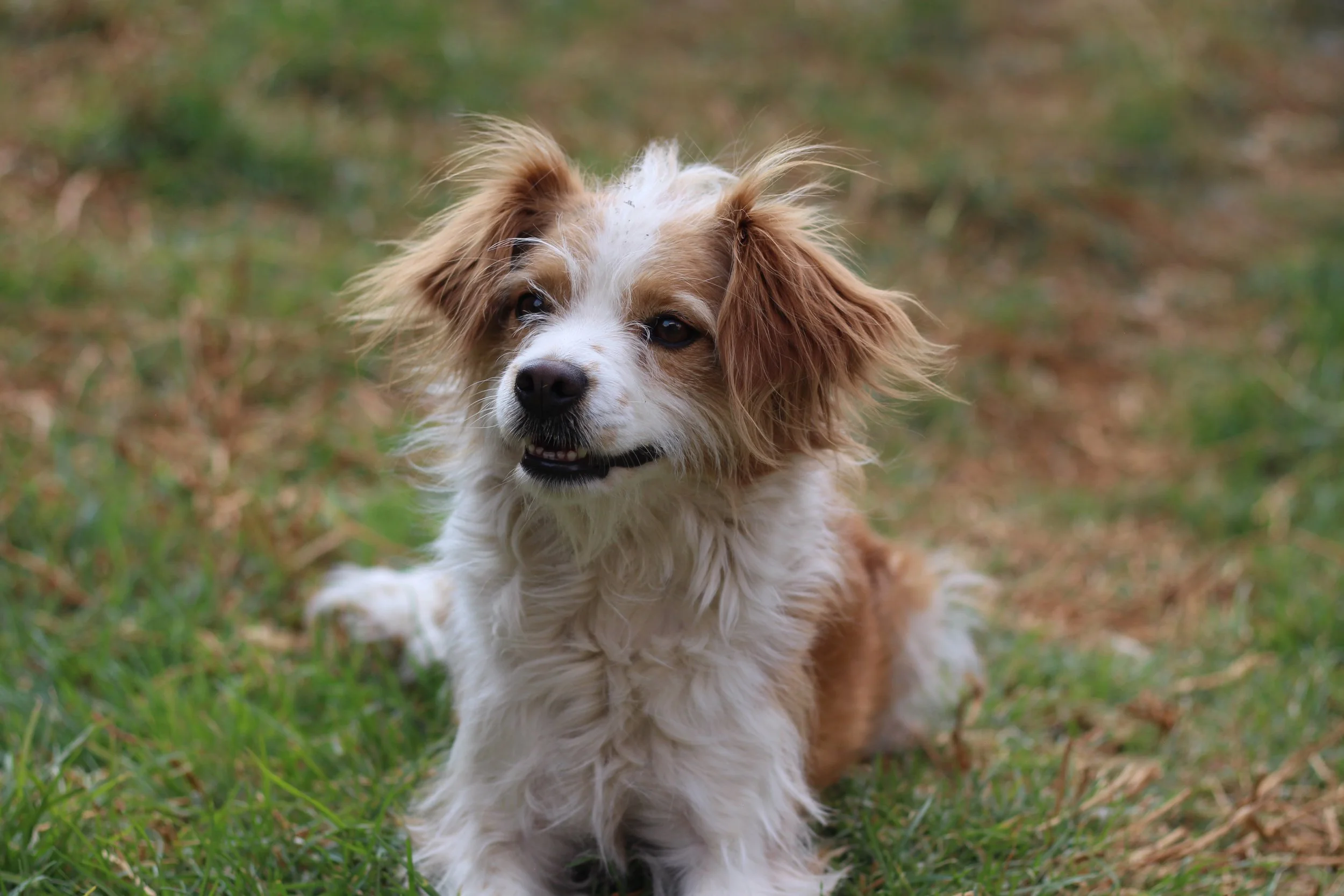 Dog laying on grass