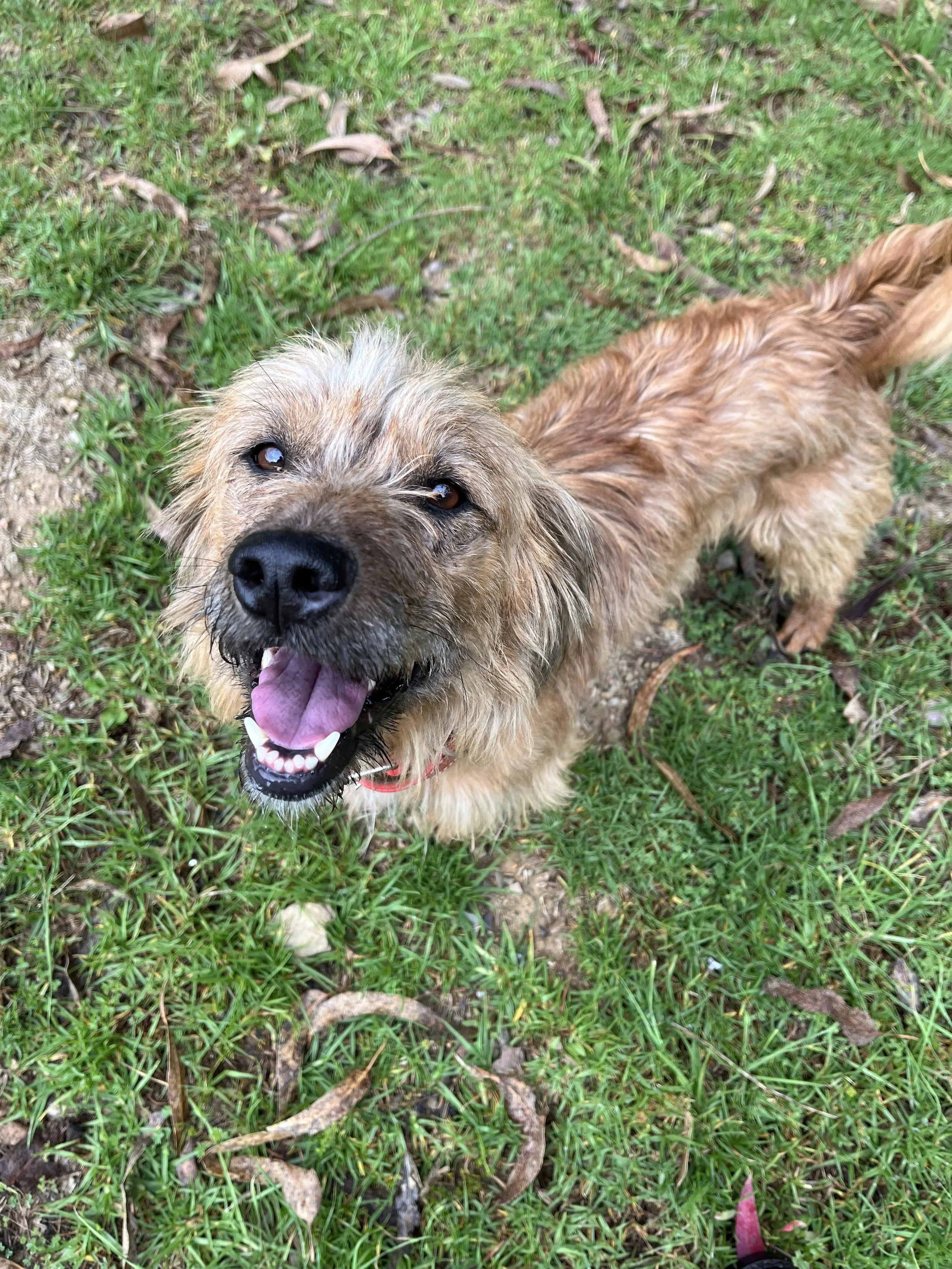 Dog smiling up