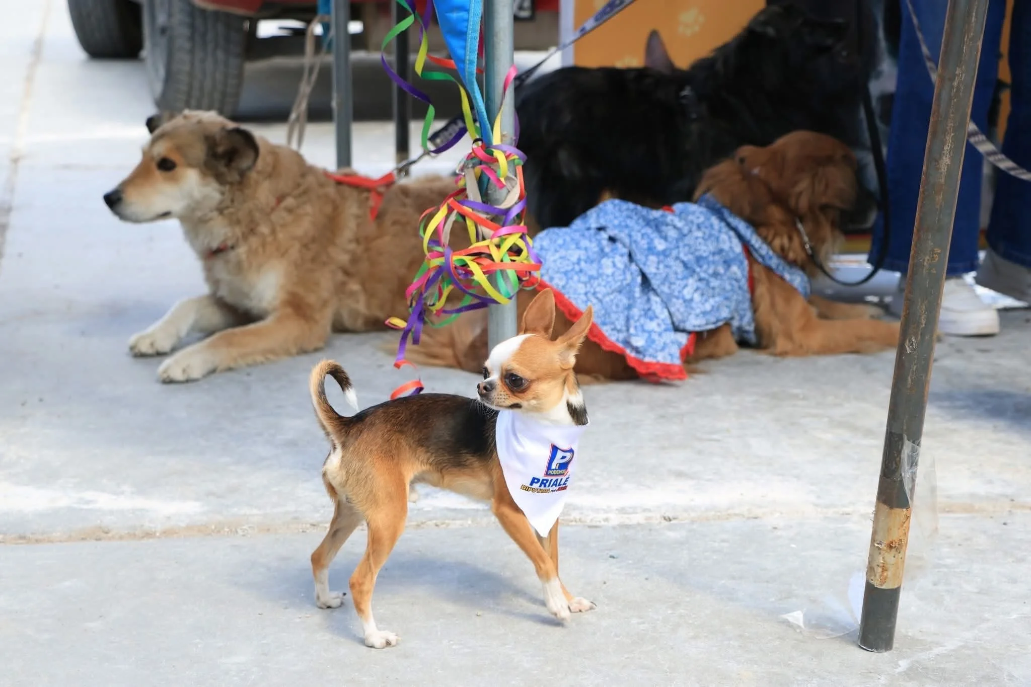 Little dog waiting for adoption