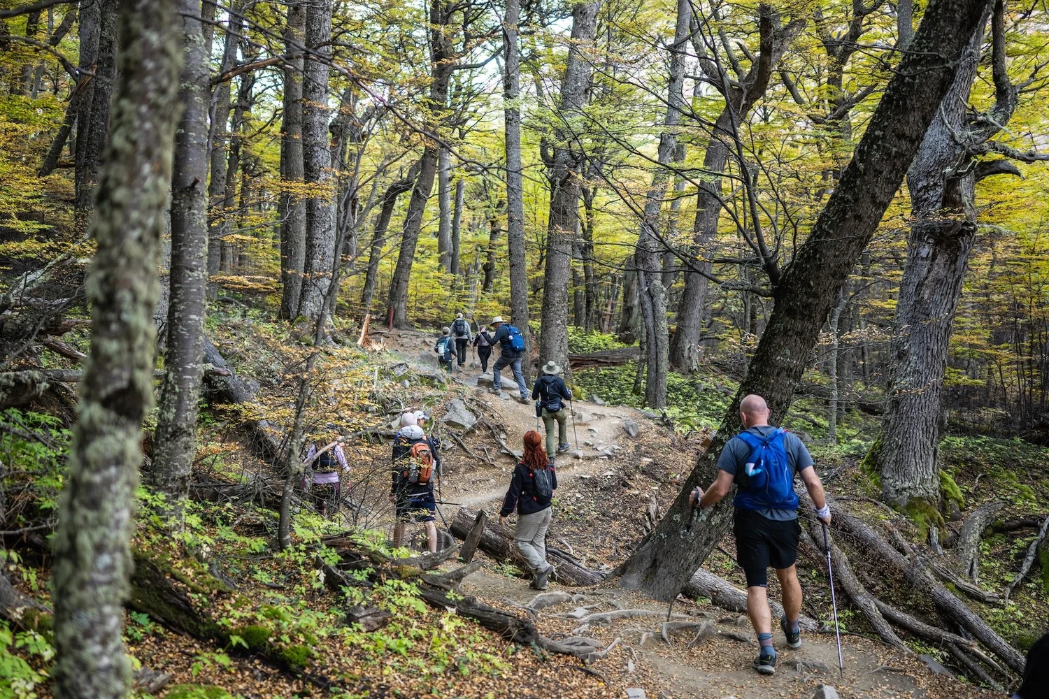 Climbing through lenga forest on the way up