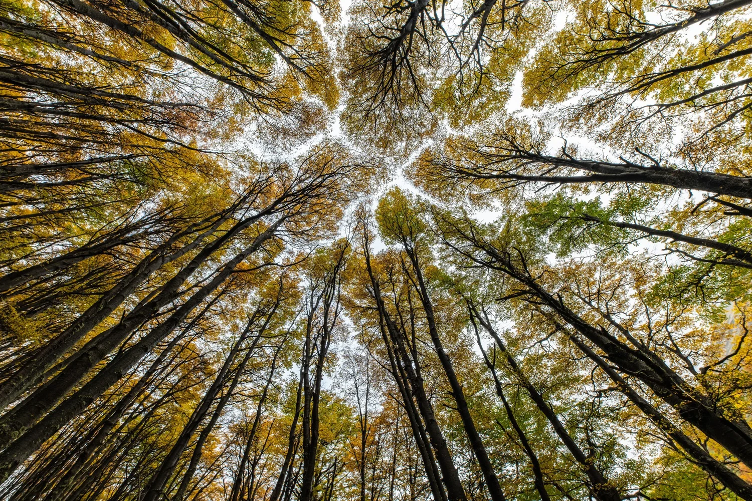 Looking up through the lenga canopy