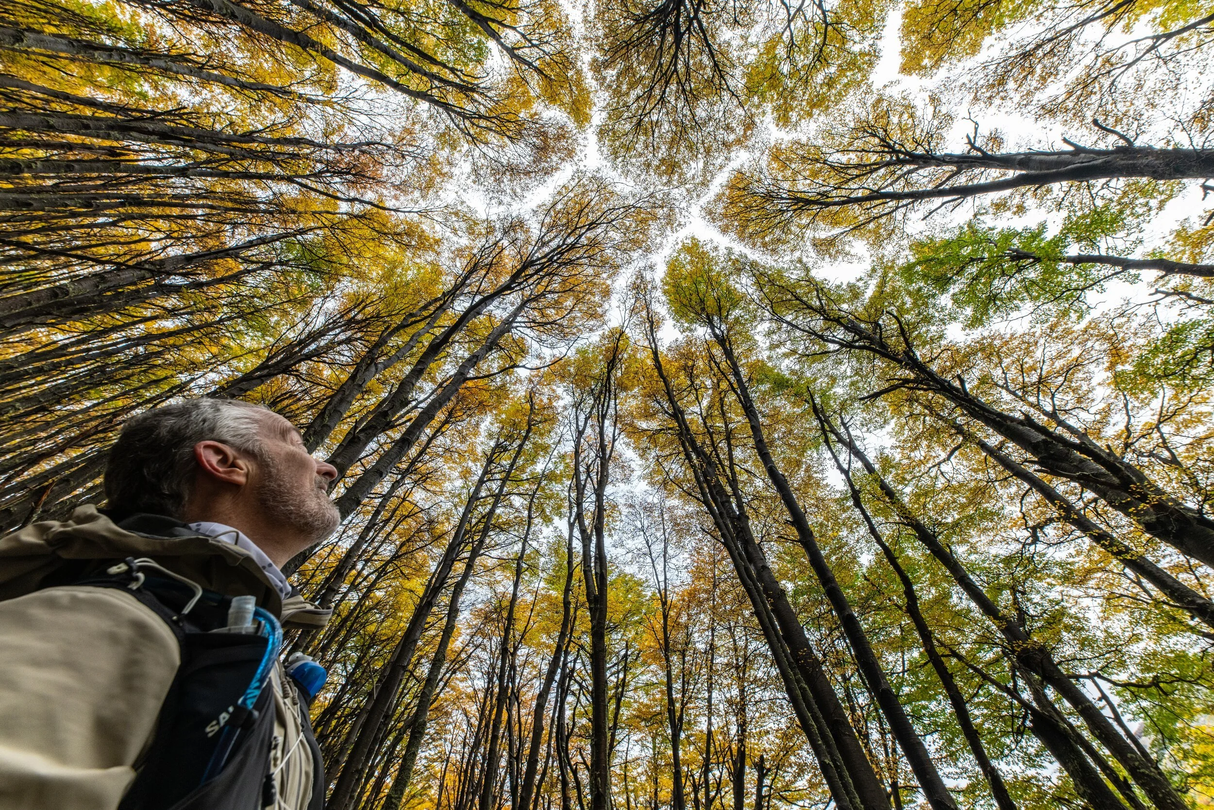 A hiker looking up through a golden lenga forest canopy