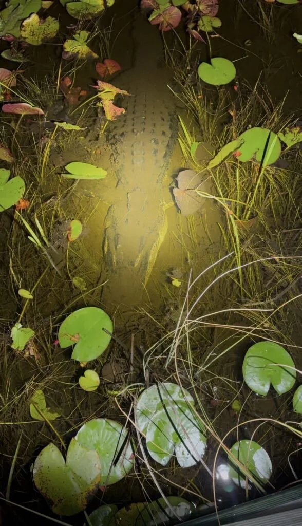 Alligator at night on a private Everglades airboat tour near Miami