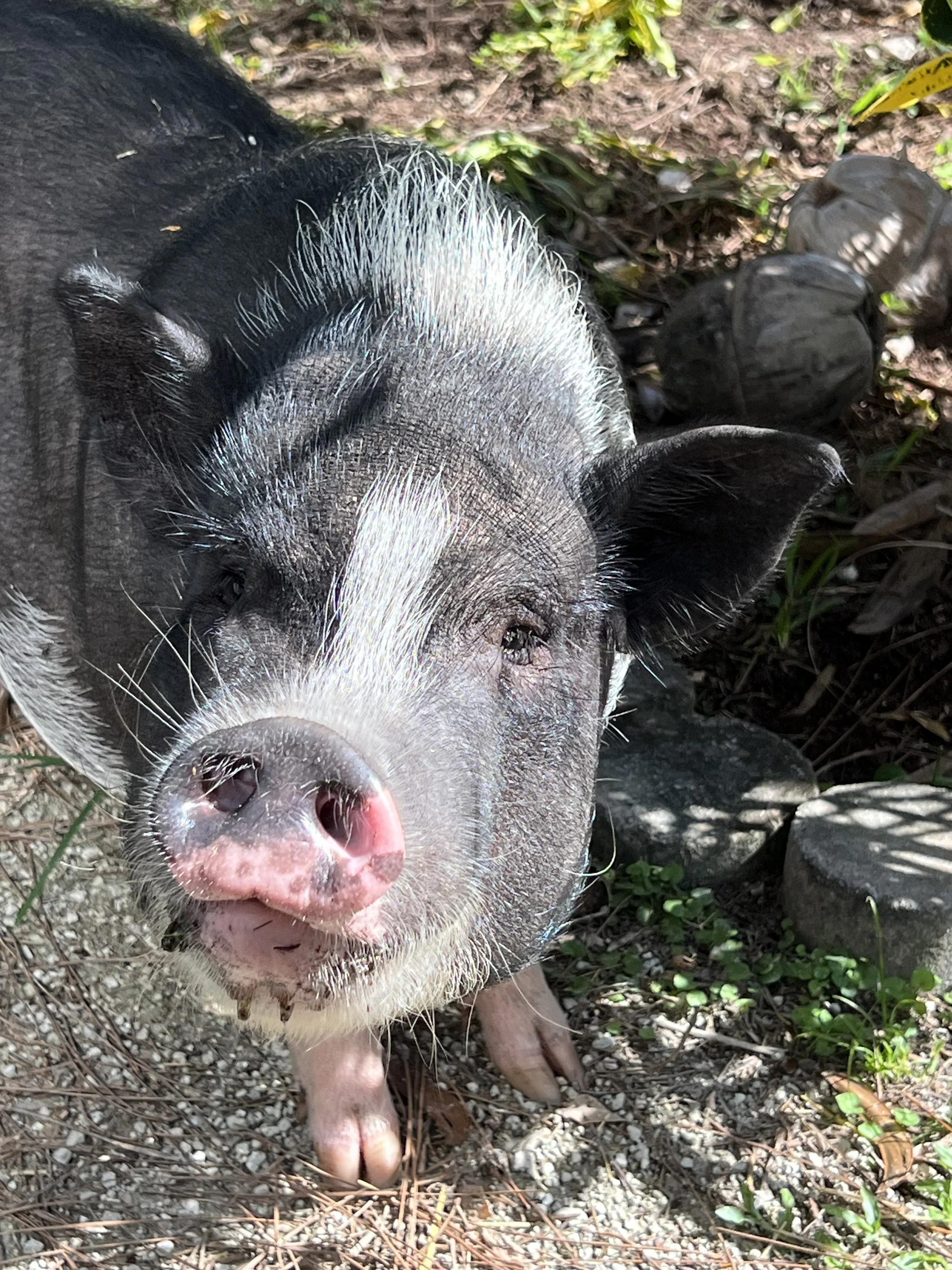 Seamus the pig