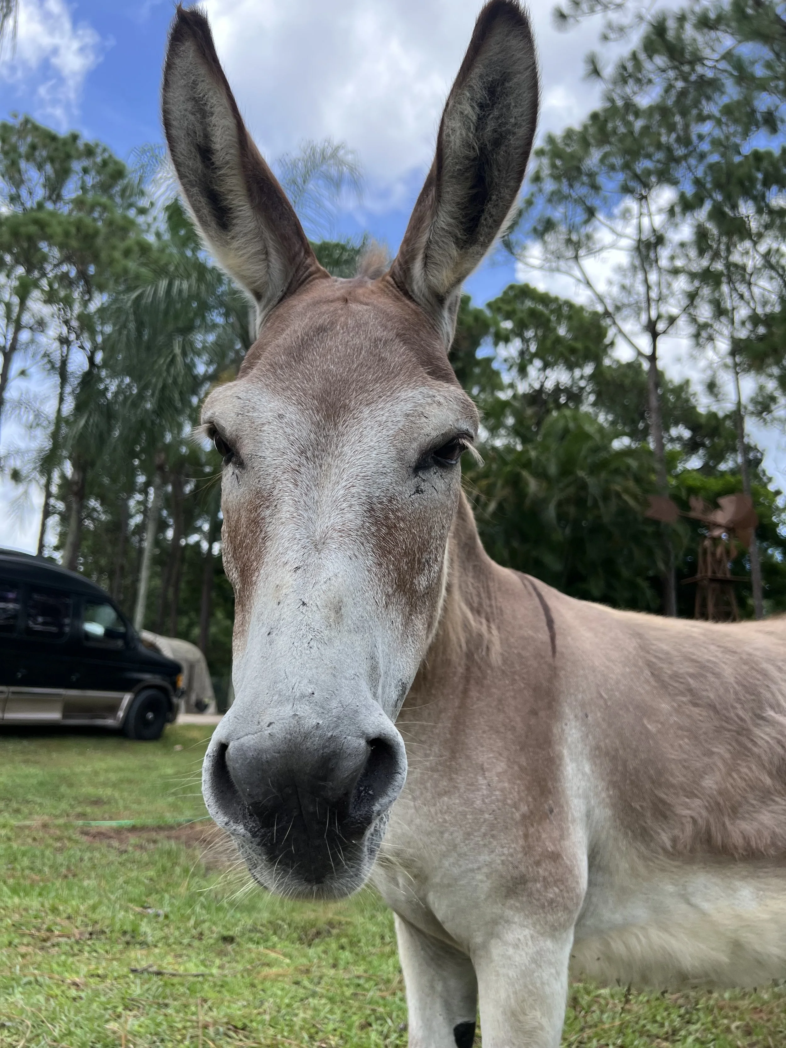 Francis the donkey
