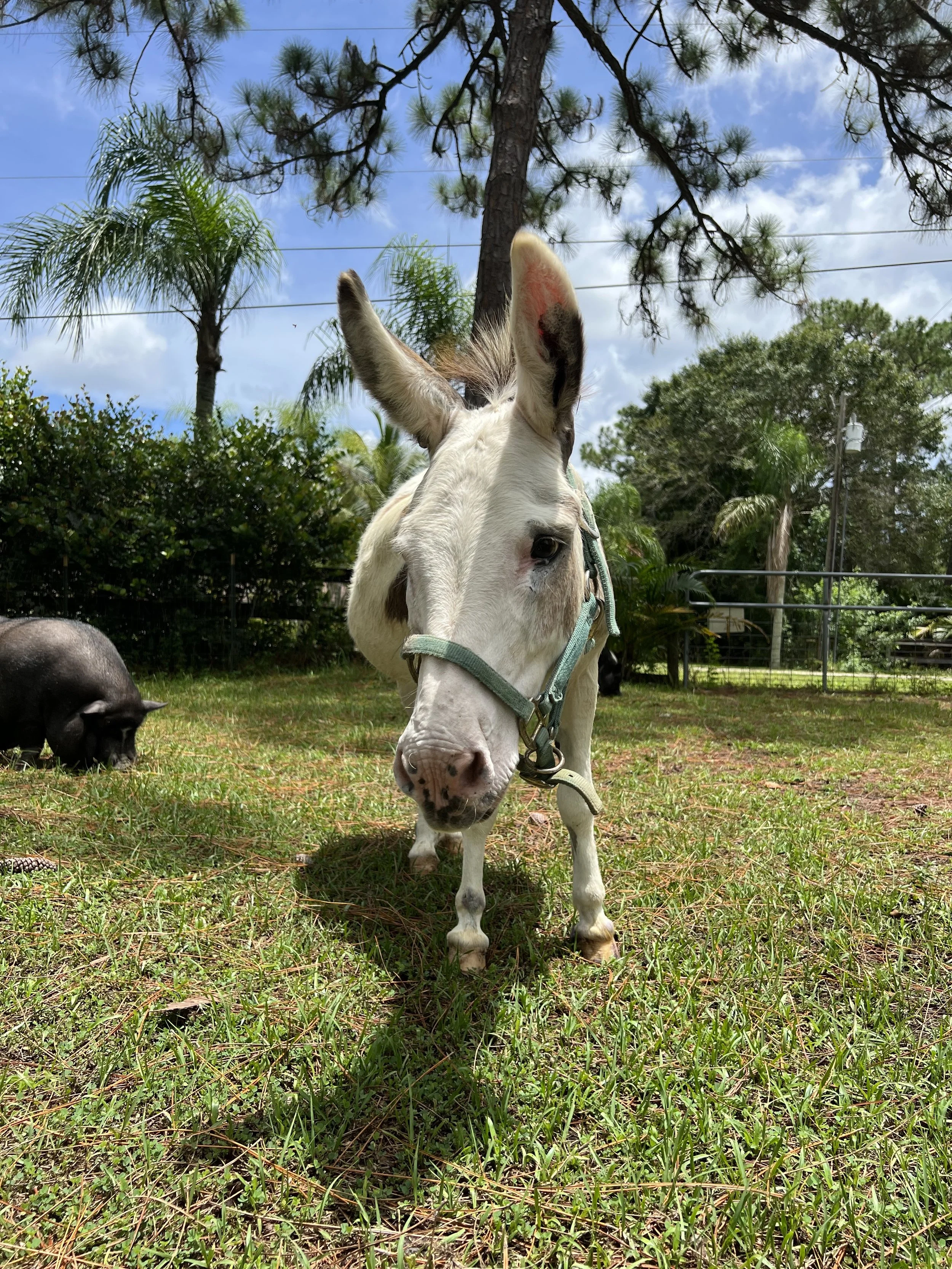 Sancho the donkey