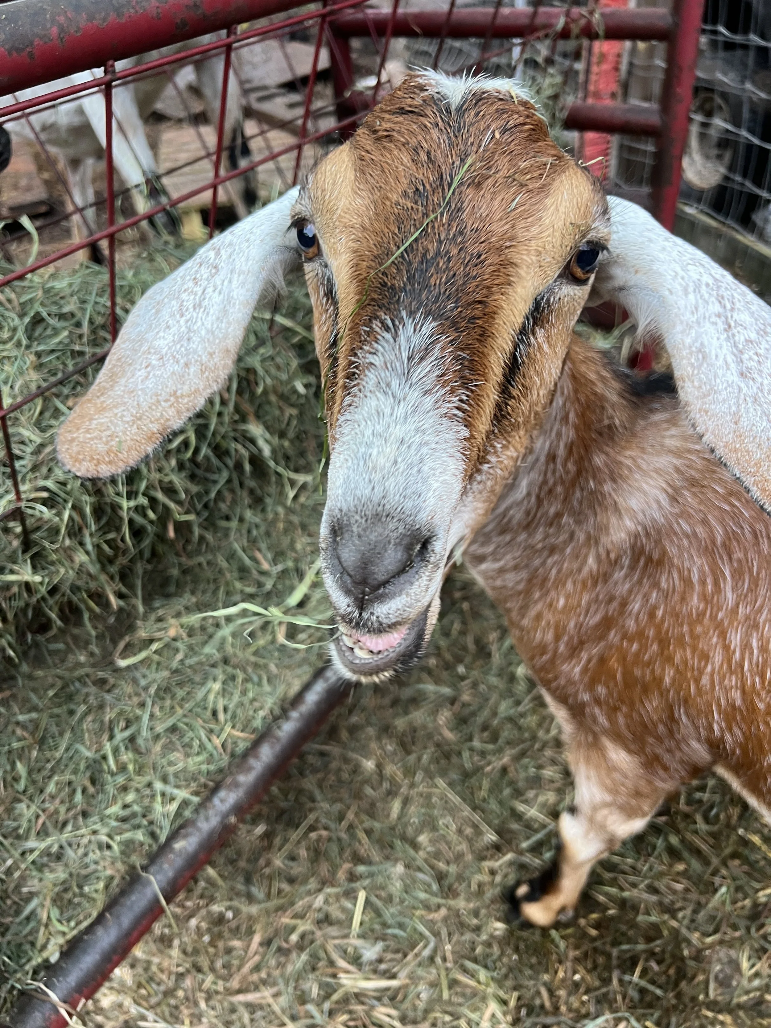 Molly the Nubian goat