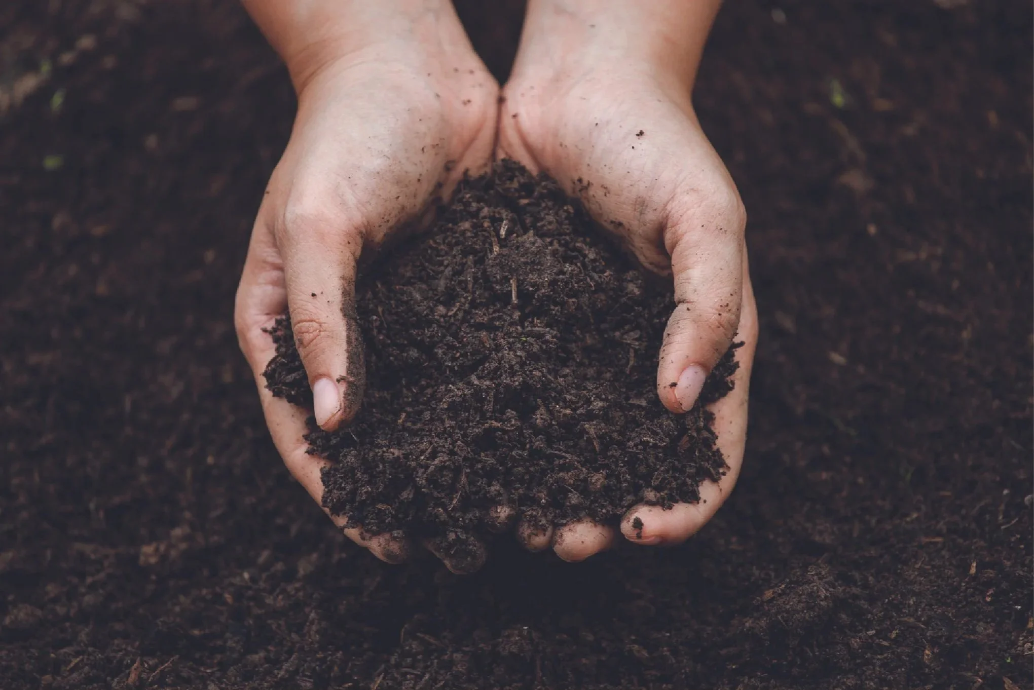 Frass-amended soil