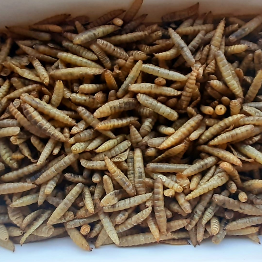 Whole dried black soldier fly larvae