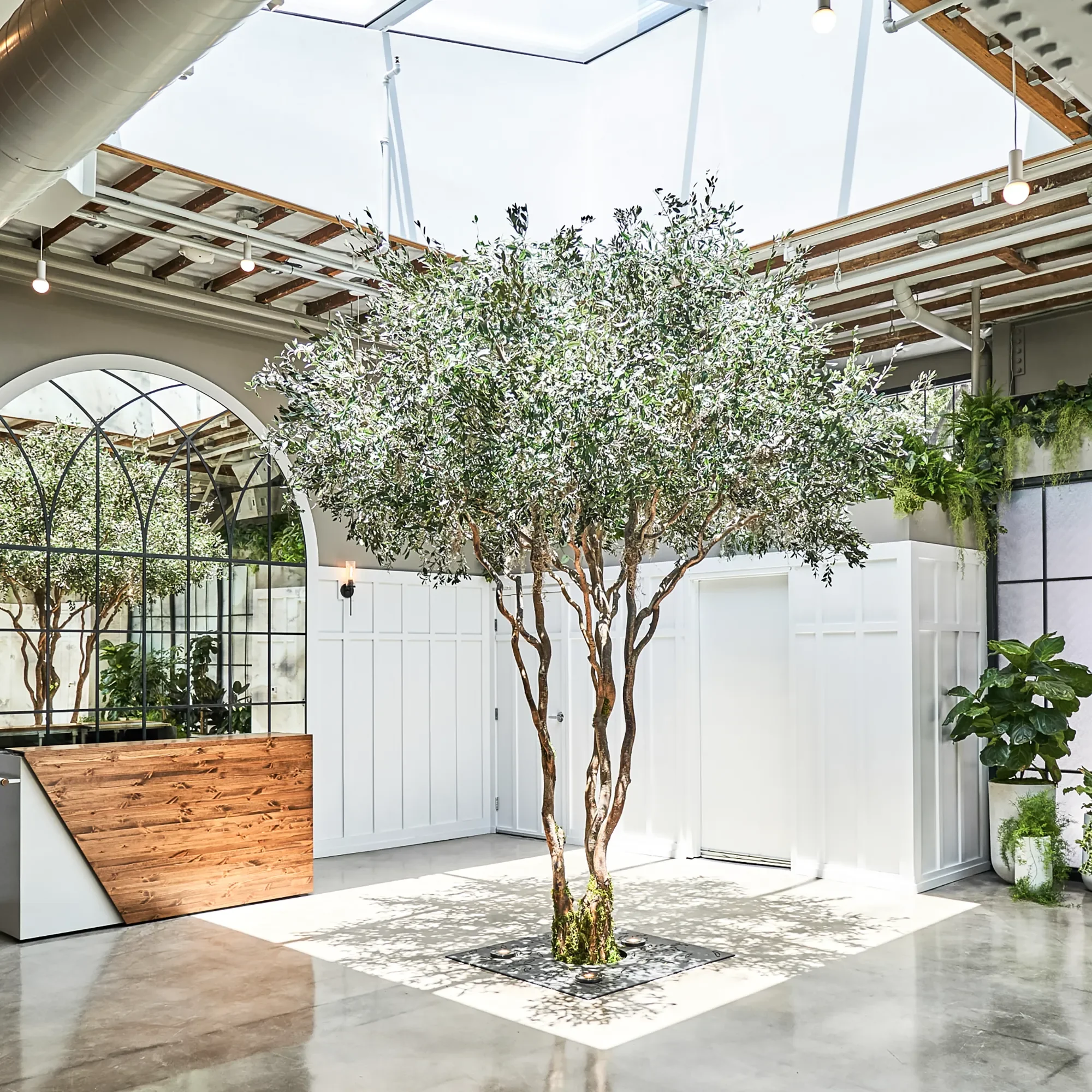 Mature olive tree planted beneath a glazed atrium roof in the event space at Flora The Venue