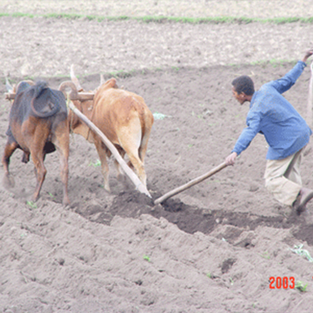A farmer tending crops in a green field