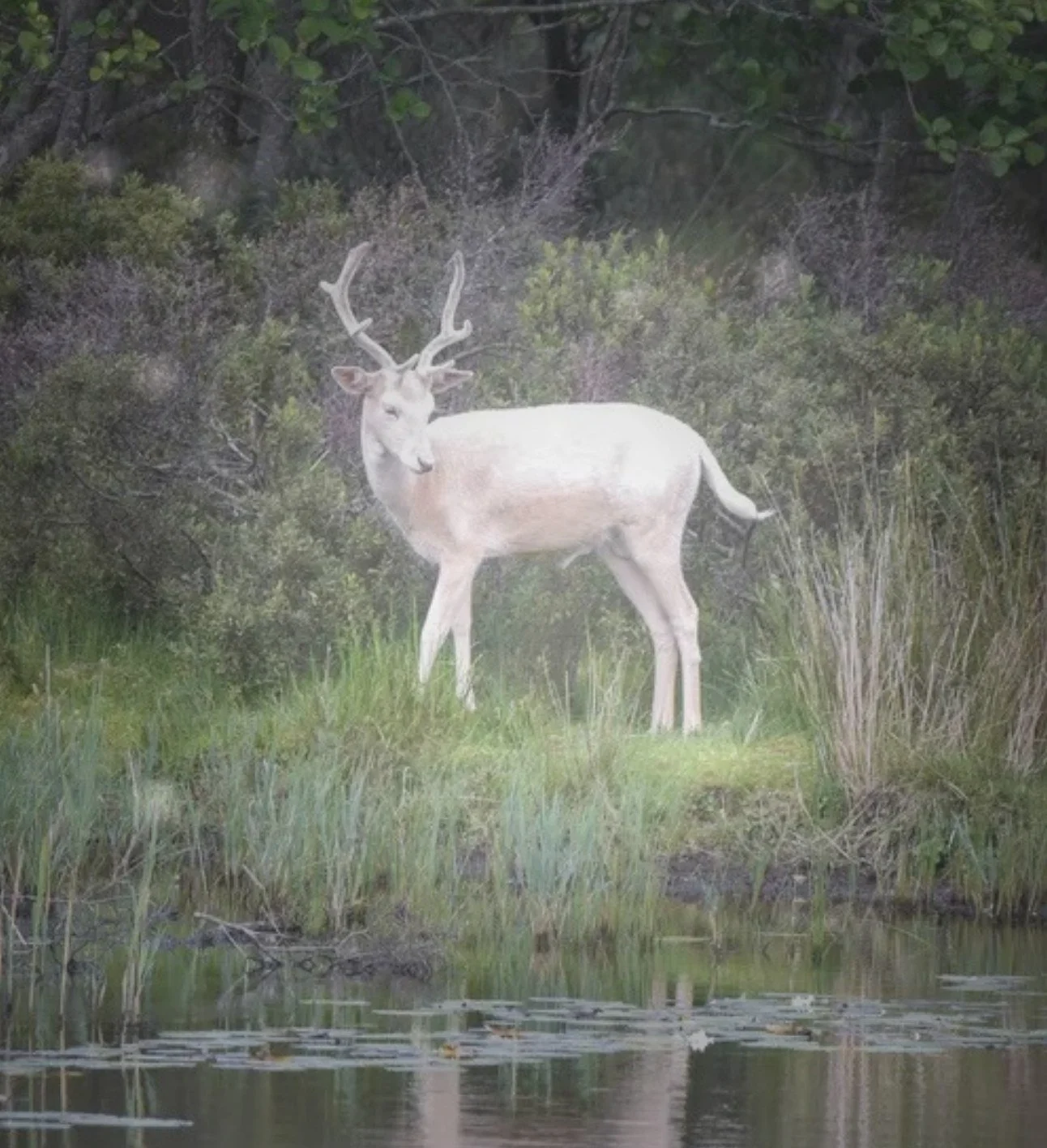 The pure white deer of Dungarthill standing beside the water