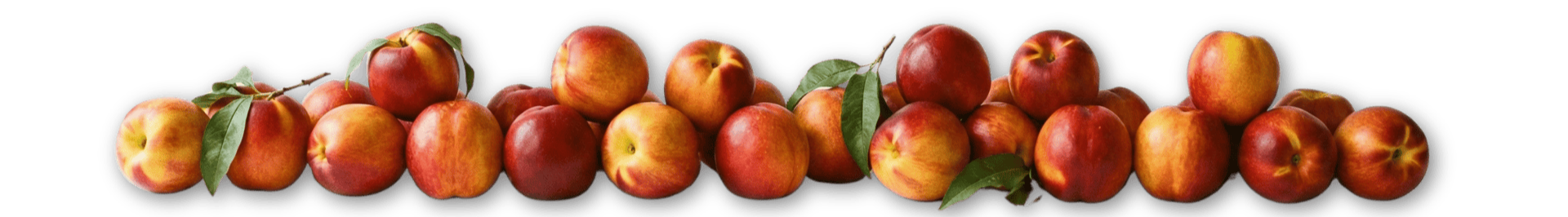 Nectarines