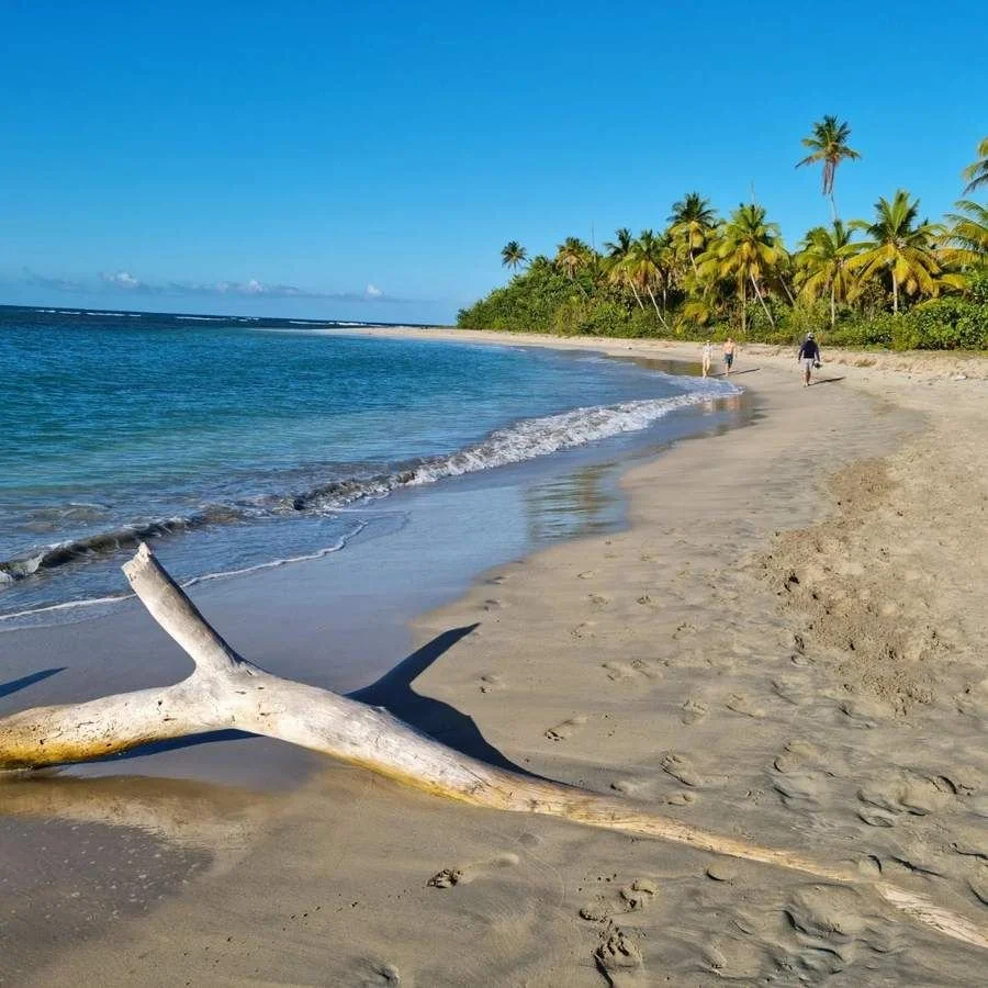 Plage et bois flotté au Club Med Michès Playa Esmeralda (République dominicaine)