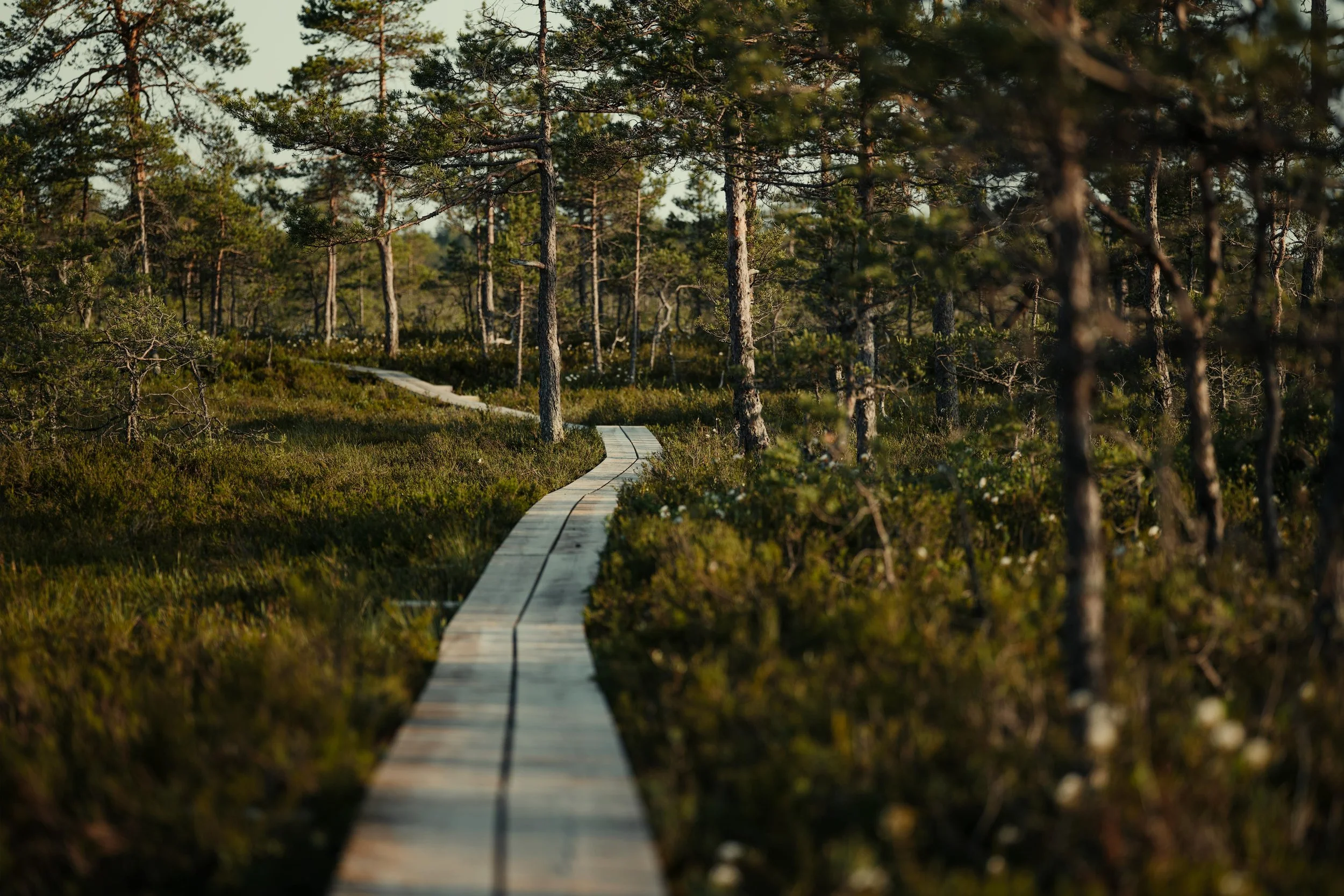 a bog bridge winds through pine trees and tall grass on a hiking trail