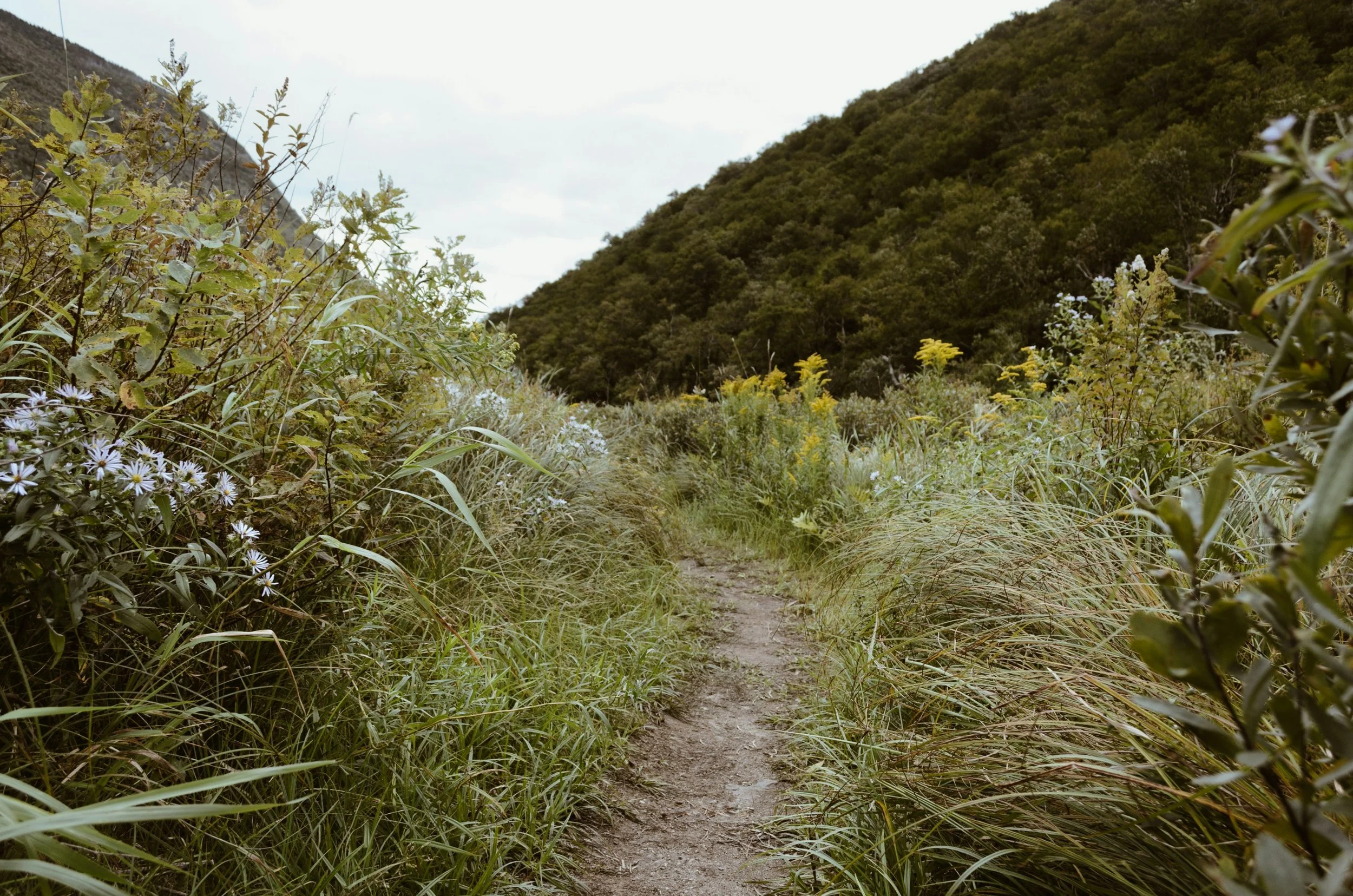 a close up shot of a rake n walk style hiking trail
