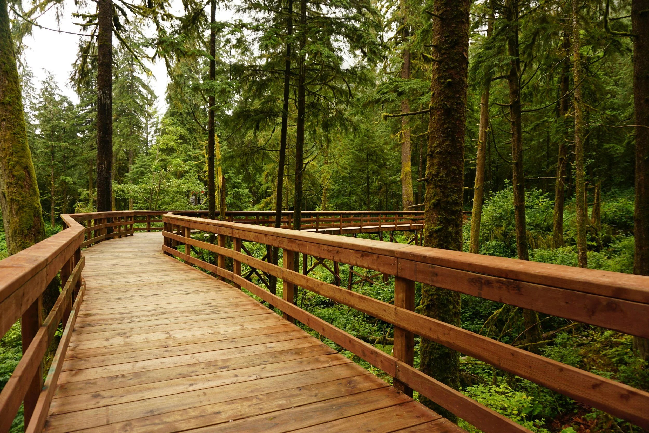 a wooden boardwalk with railings winds through a lush forest