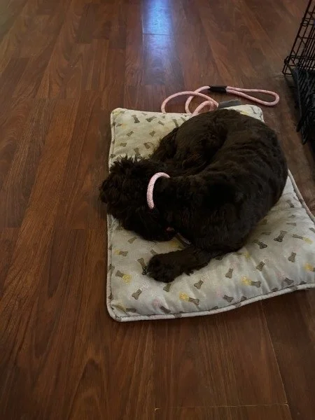 Skipper calmly relaxing independently at Tampa Bay Canine Retreat