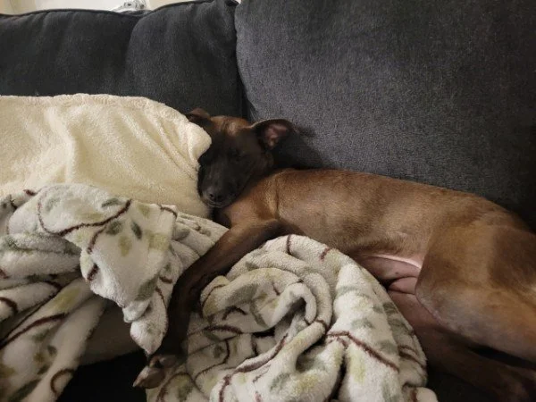 Sam sleeping peacefully after a day of boarding play and enrichment at Tampa Bay Canine Retreat
