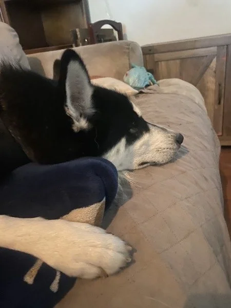 Aemond relaxing comfortably on the couch at Tampa Bay Canine Retreat