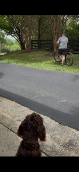 Skipper calmly observing passersby during confidence and impulse control training