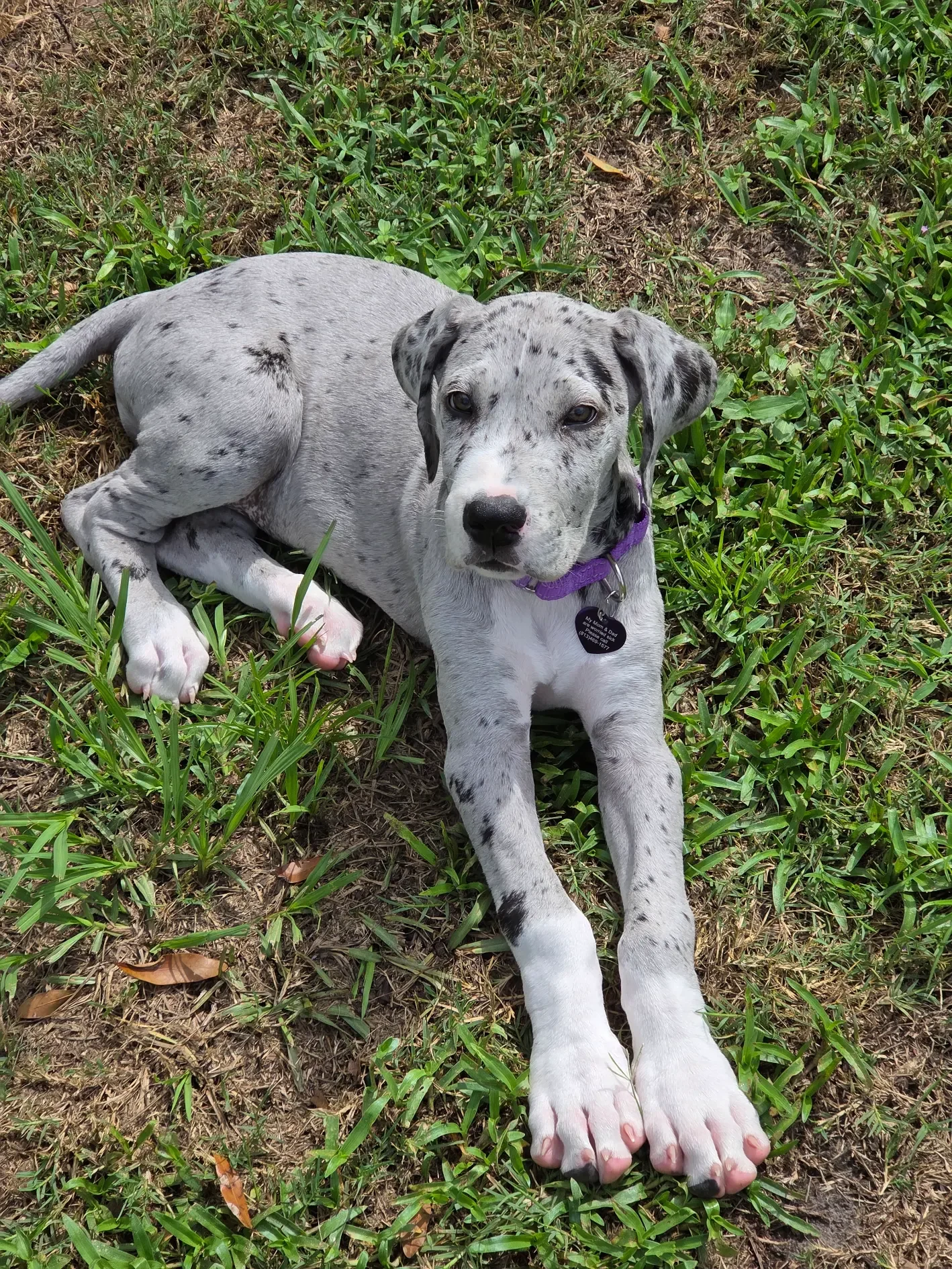 Grace as a Great Dane puppy during puppy training at Tampa Bay Canine Retreat in Lutz Florida