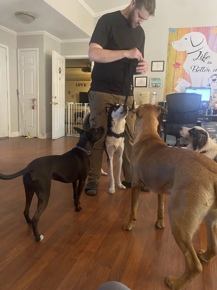 Jeremy training Aemond during a hands-on dog training session at Tampa Bay Canine Retreat