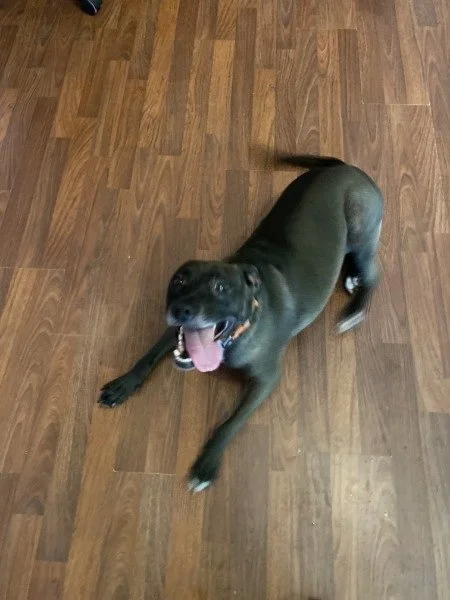 Sam enjoying extended in-home dog boarding at Tampa Bay Canine Retreat near Tampa Florida