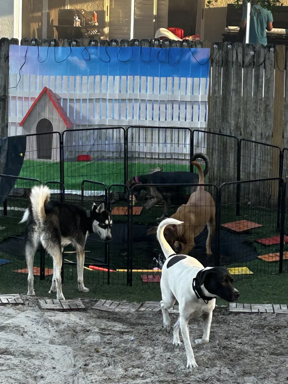 Dogs enjoying supervised pool play at Tampa Bay Canine Retreat