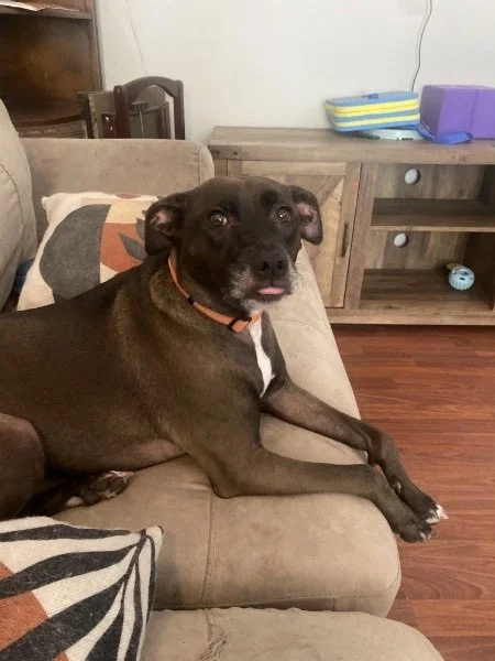 Sam relaxing on the couch during in-home boarding at Tampa Bay Canine Retreat