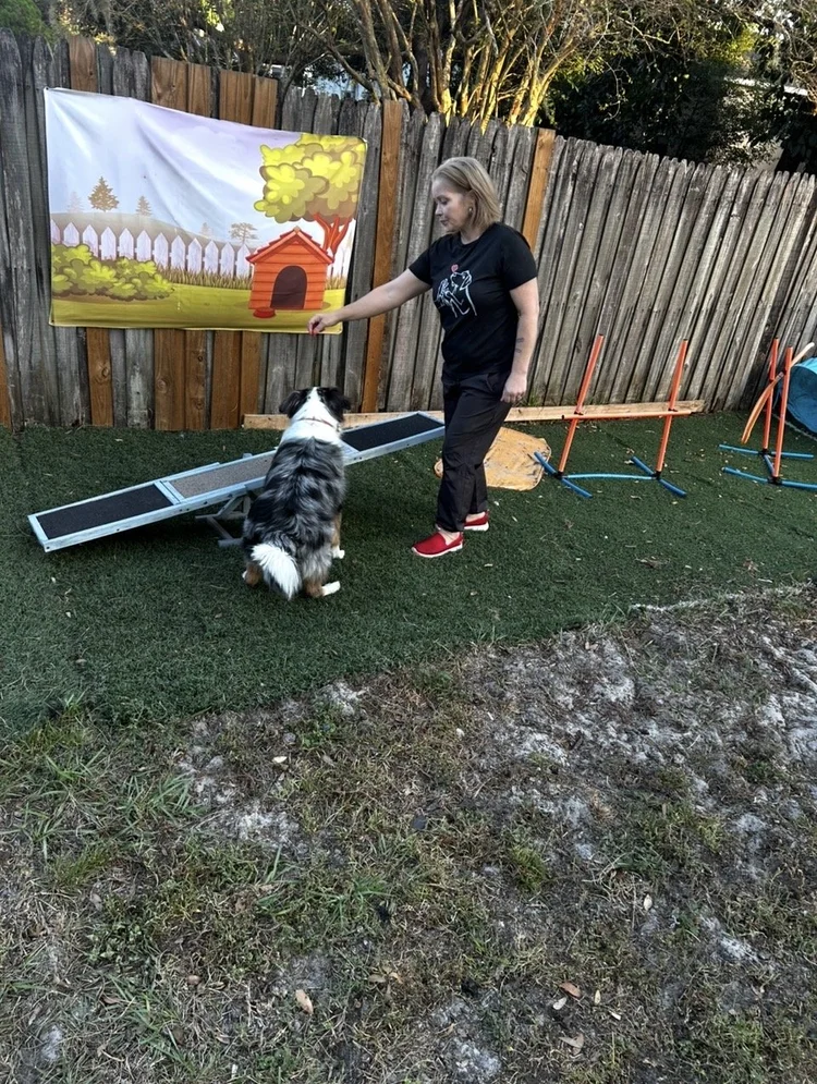 Amber working with Gabo on the agility course at Tampa Bay Canine Retreat