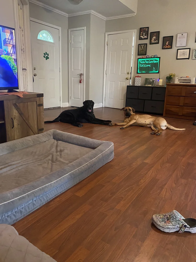 Dogs relaxing together inside the living room at Tampa Bay Canine Retreat