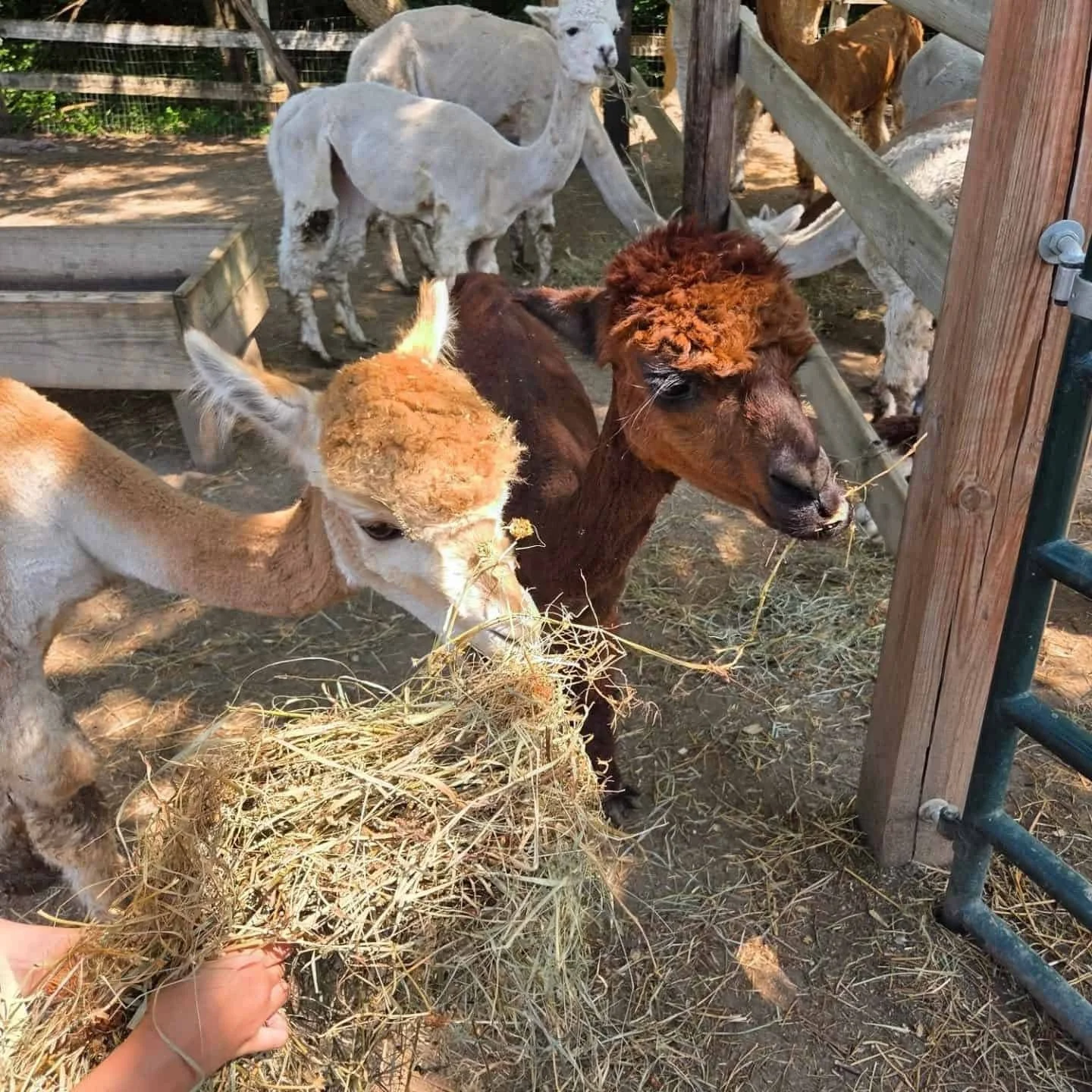 Alpacas feeding on hay to highlight natural fiber origins