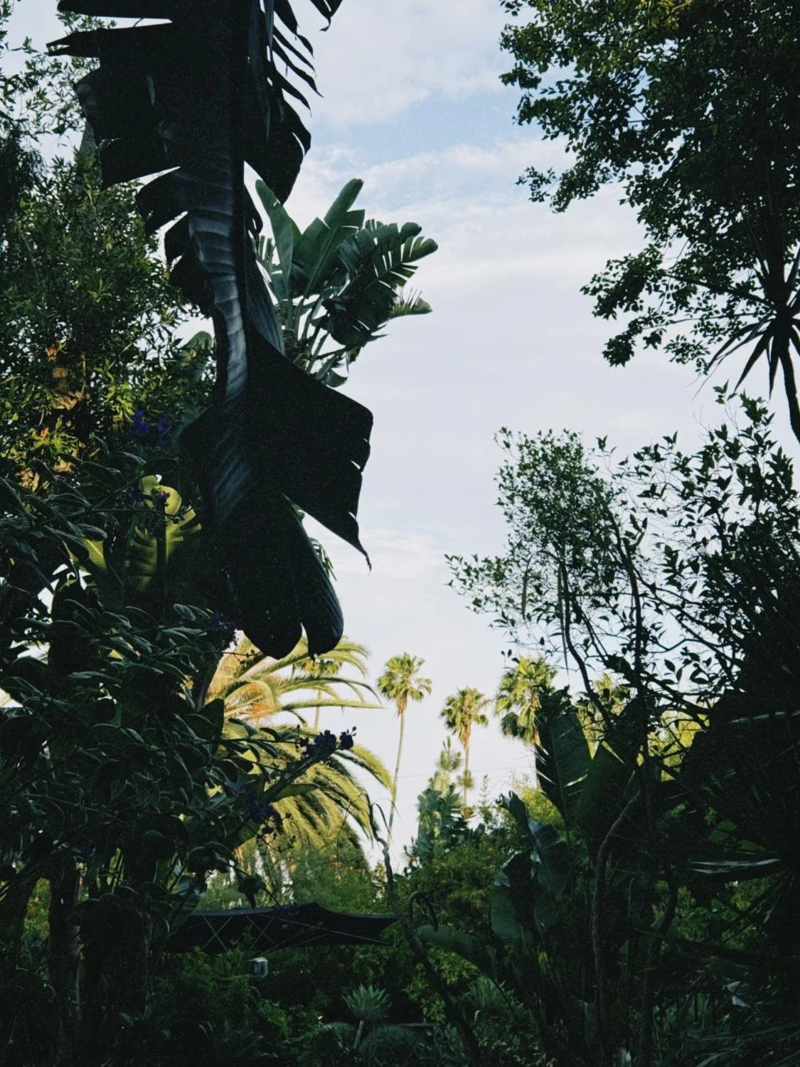 Los Angeles garden foliage at dusk