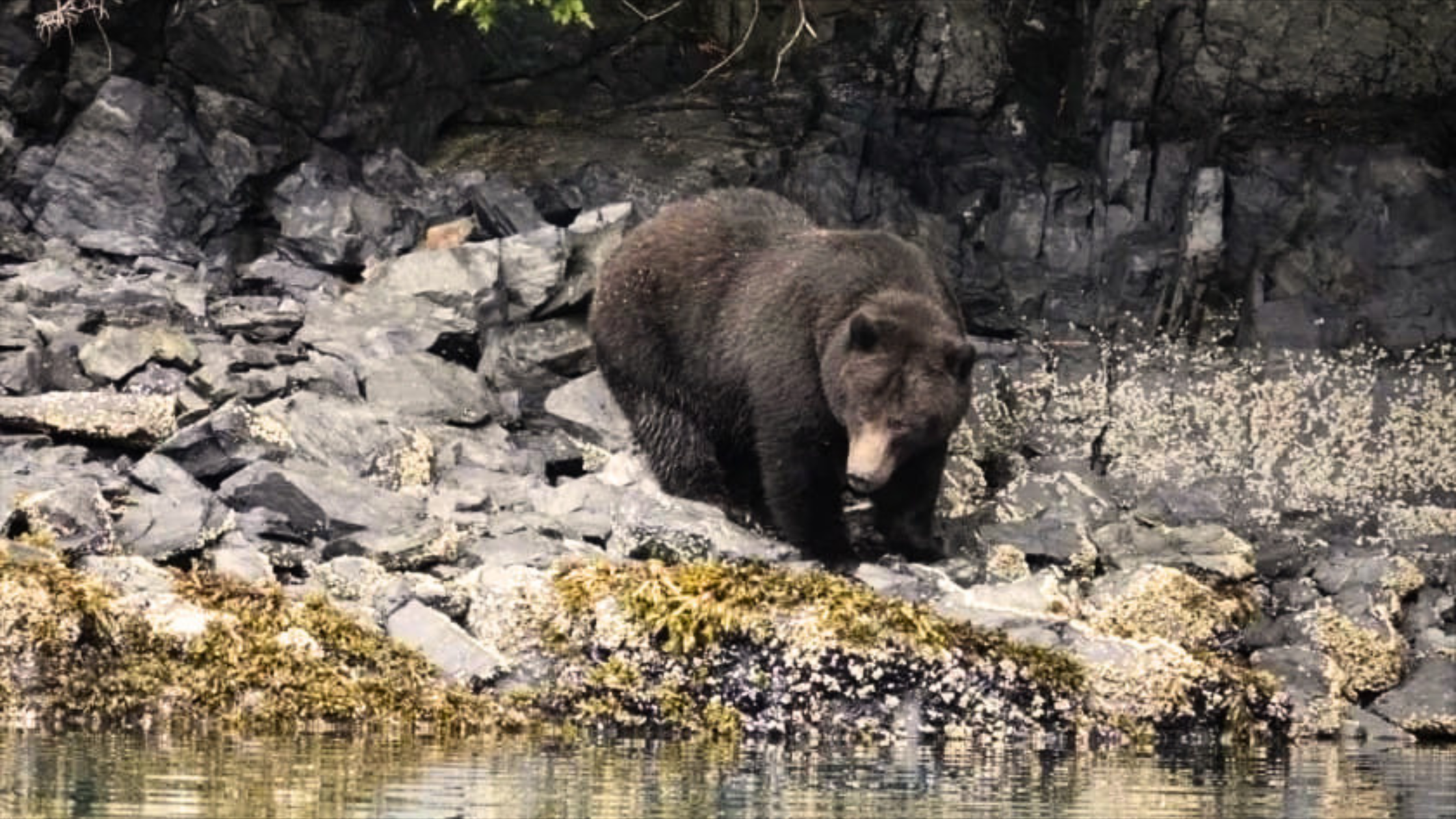 A bear fishing for salmon in Alaska.